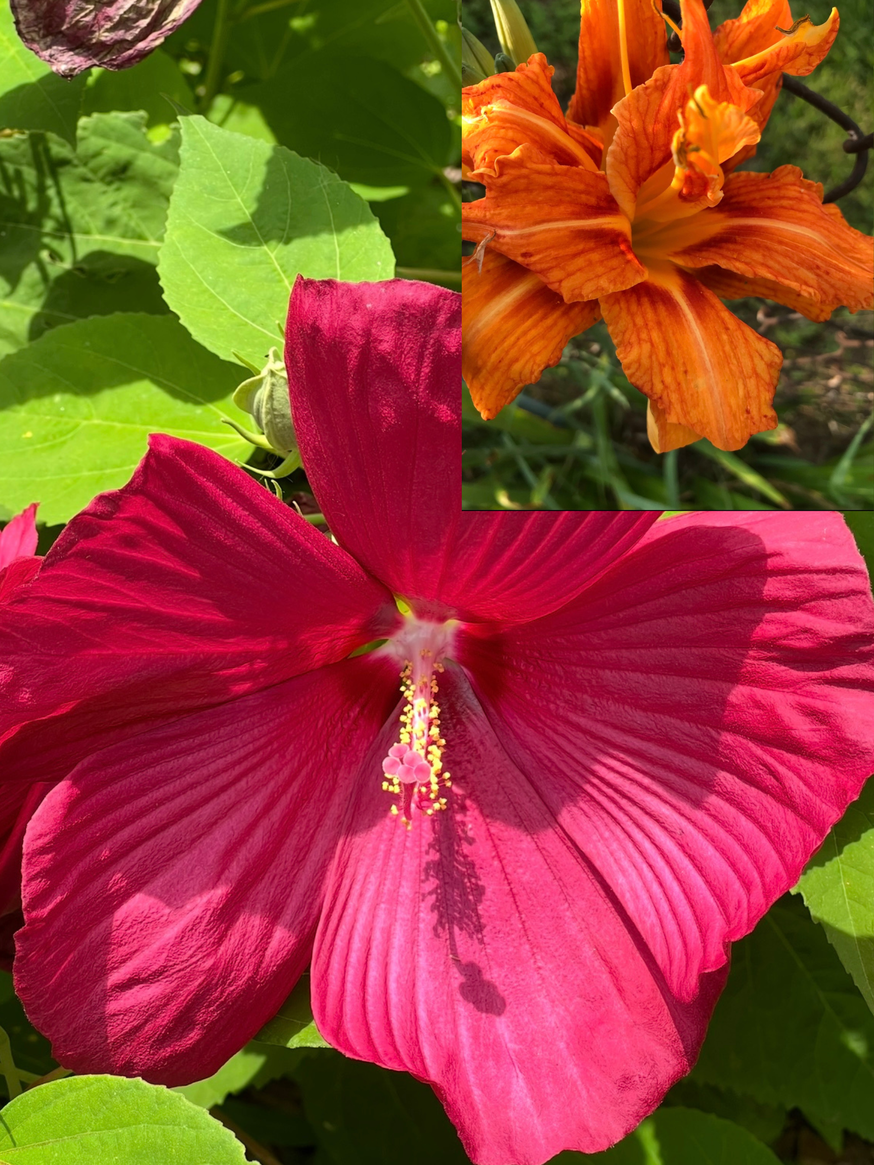 A large red hibiscus flower with prominent petals and a yellow-tipped stamen centered in the bloom, surrounded by green leaves.