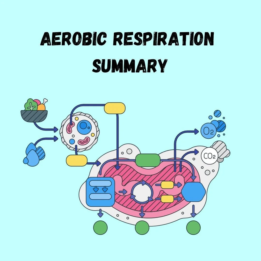 Aerobic respiration in short 🌬️
Remember that in the last stage the oxygen is the final acceptor of the electrons and is simultaneously reduced ⚡️
Location of each stage:
1️⃣ - cytosol 
2️⃣ - mitochondrial matrix 
3️⃣ - mitochondrial matrix 
4️⃣ - i