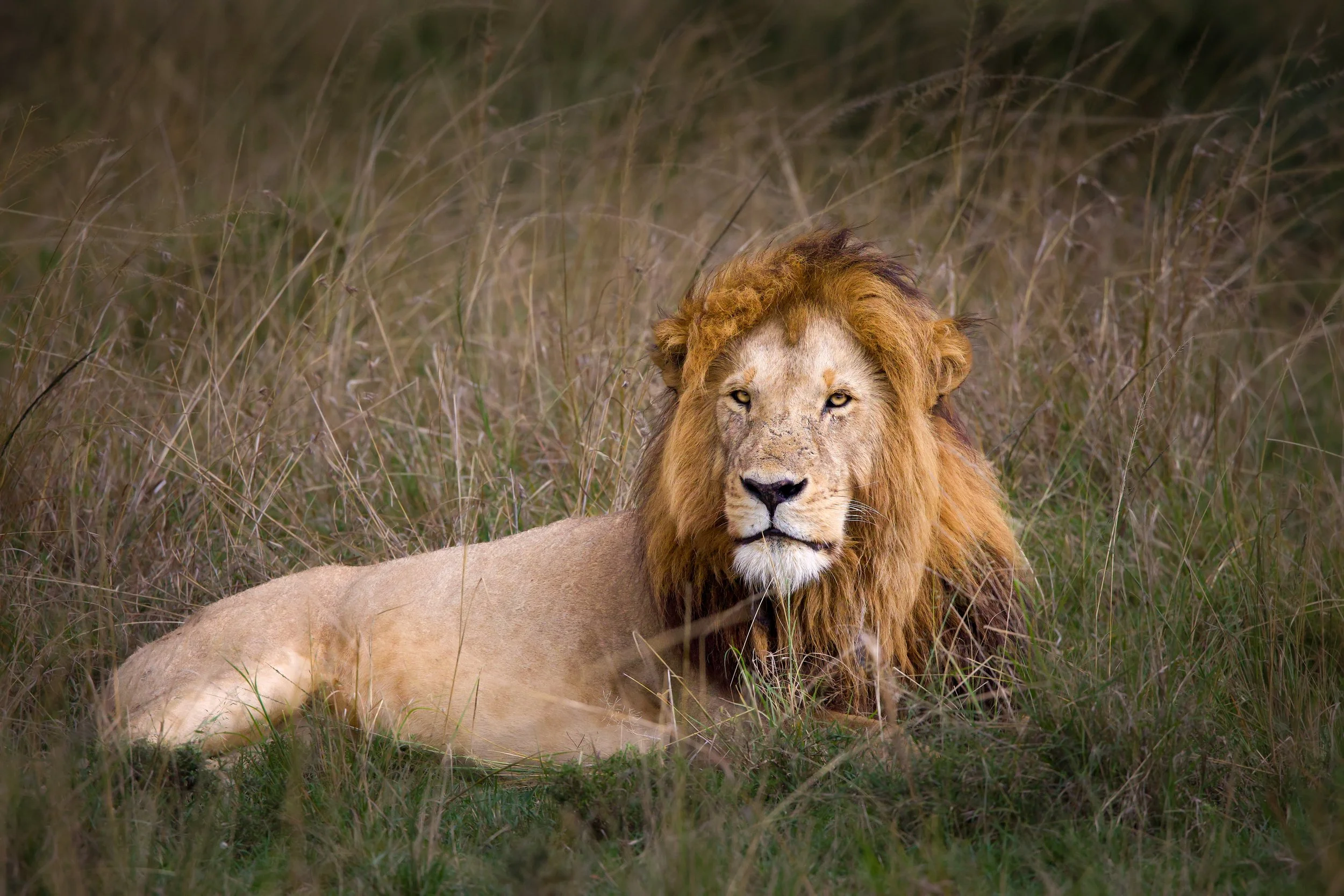 lionupdated2.jpg