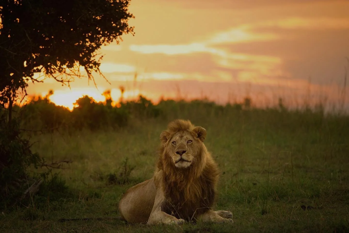 lionupdated.jpg