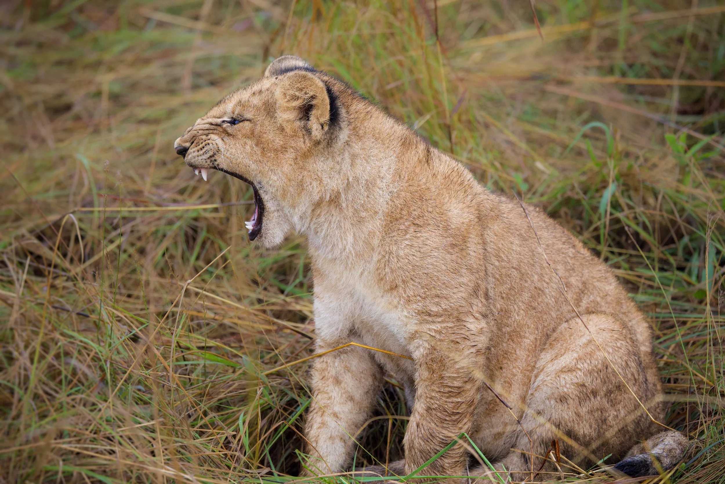 Babylion1.jpg