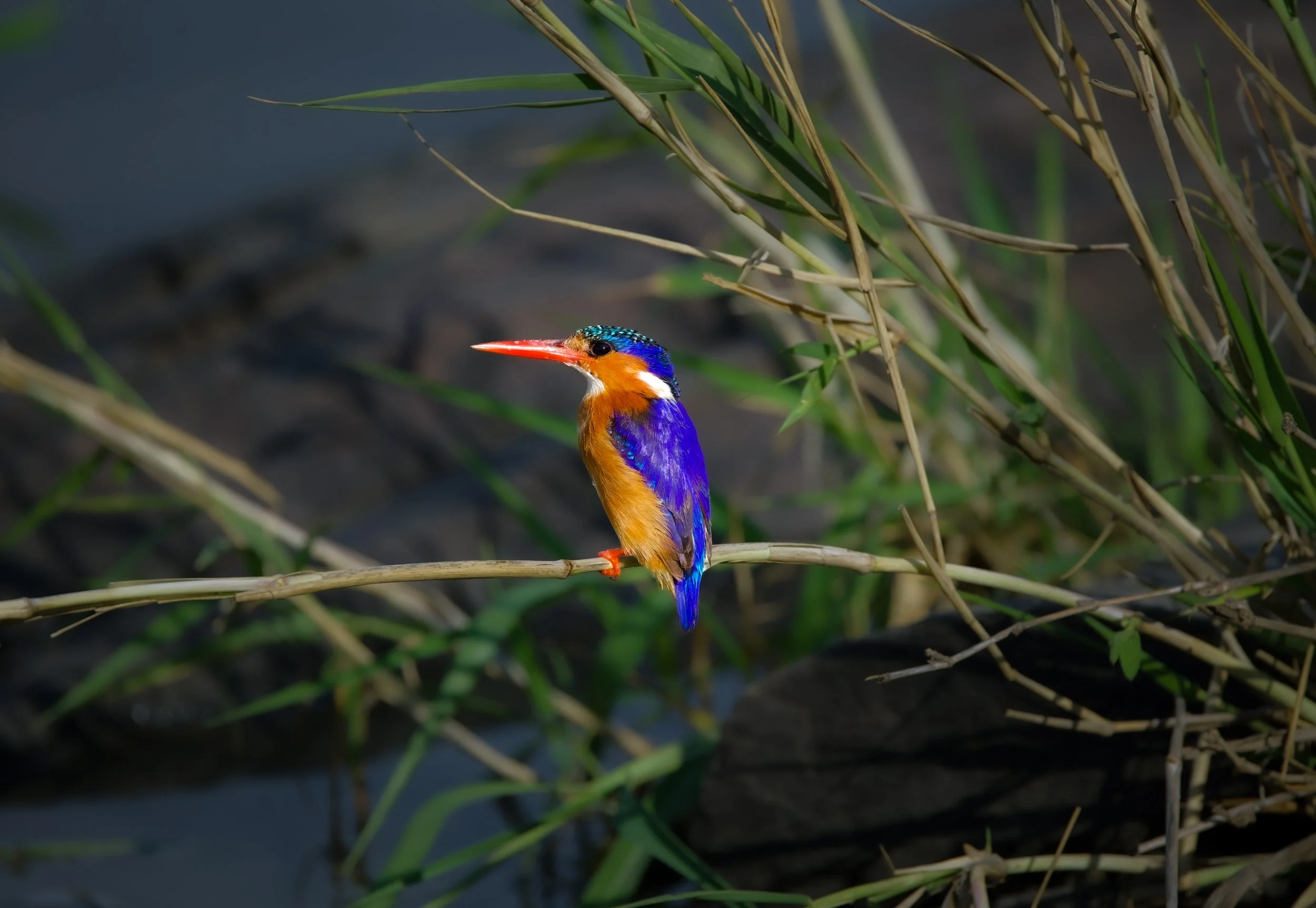 bird1.jpg