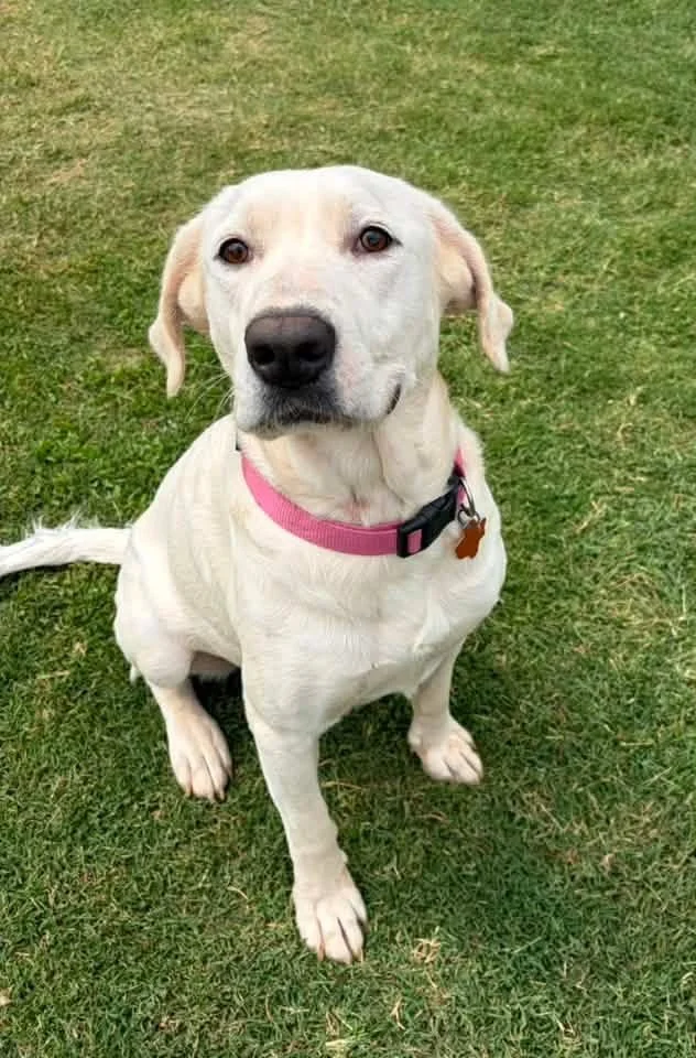  
  Gracie  
  Gracie is a female lab mix.  2 years old.  65 lbs  
 