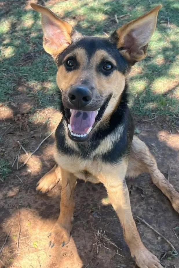  
  Damon  
  Damon is an 11 month old Shepherd mix  
 
