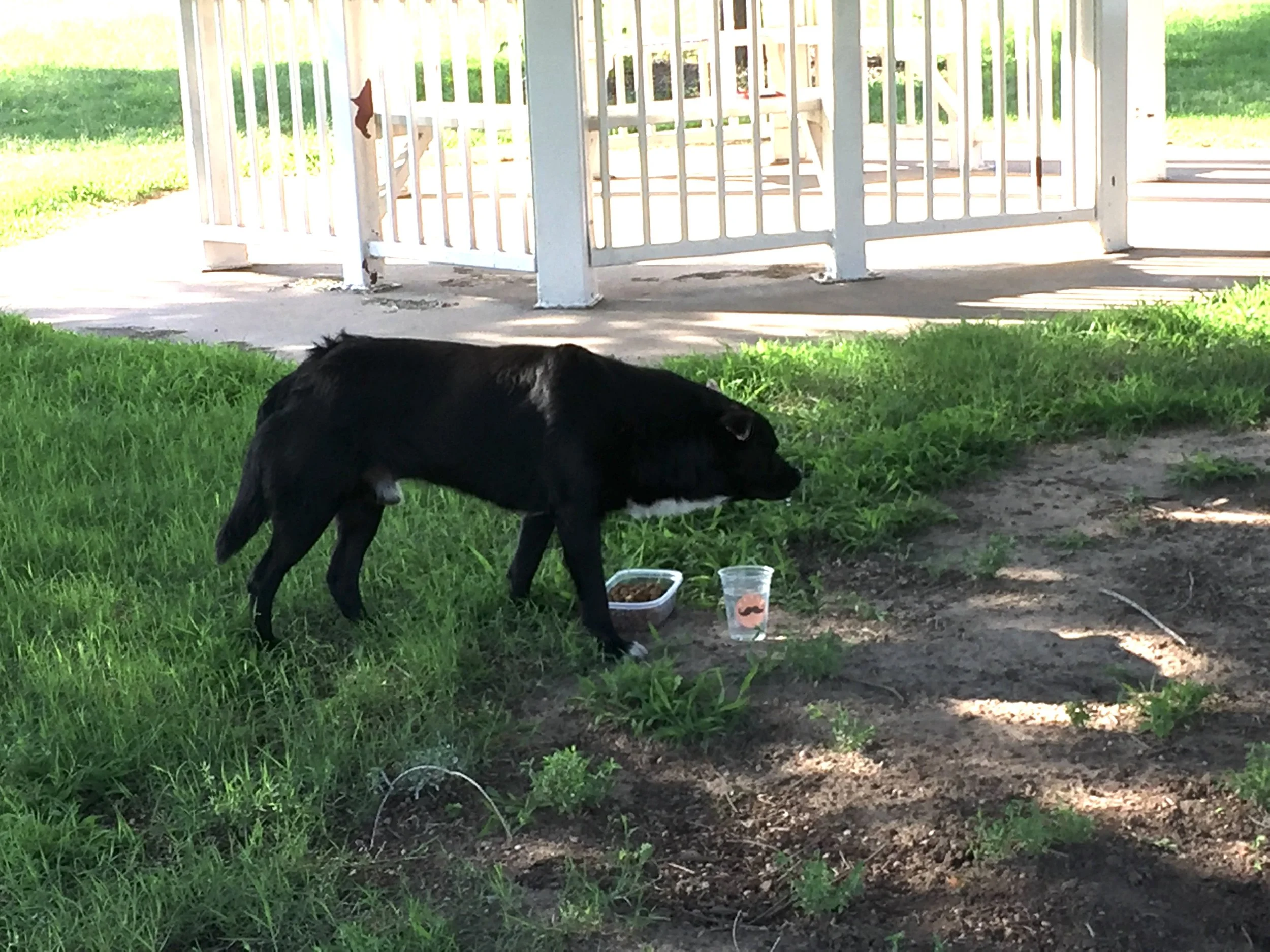 Houdini loved Friendship Park.  He had friends who left food and water there for him.  He even led some stray, injured dogs there and let them eat what had been left.  See the story of Joni and Johnny. 
