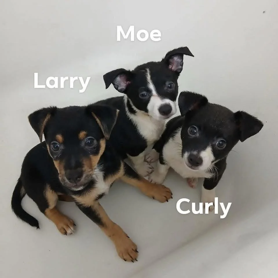  
  Larry & Curly & Moe  
  Chi mix boys.  4 months old  
 