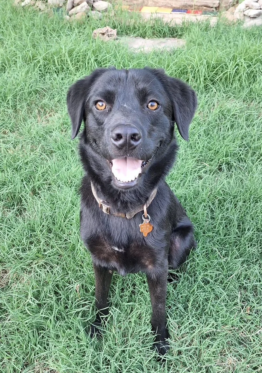  
  Arlo  
  Adopt me!  
 