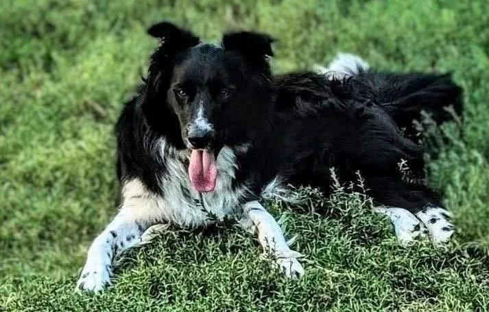  
  Cassie  
  Cassie is a 2 year old border collie mix.  Female 56 lbs  
 
