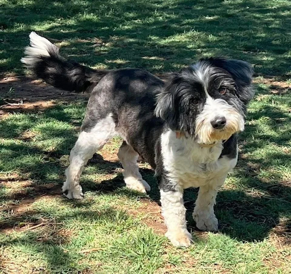  
  Molly  
  Molly is a sheepdog mix.  2 years old.  30 lbs.   
 