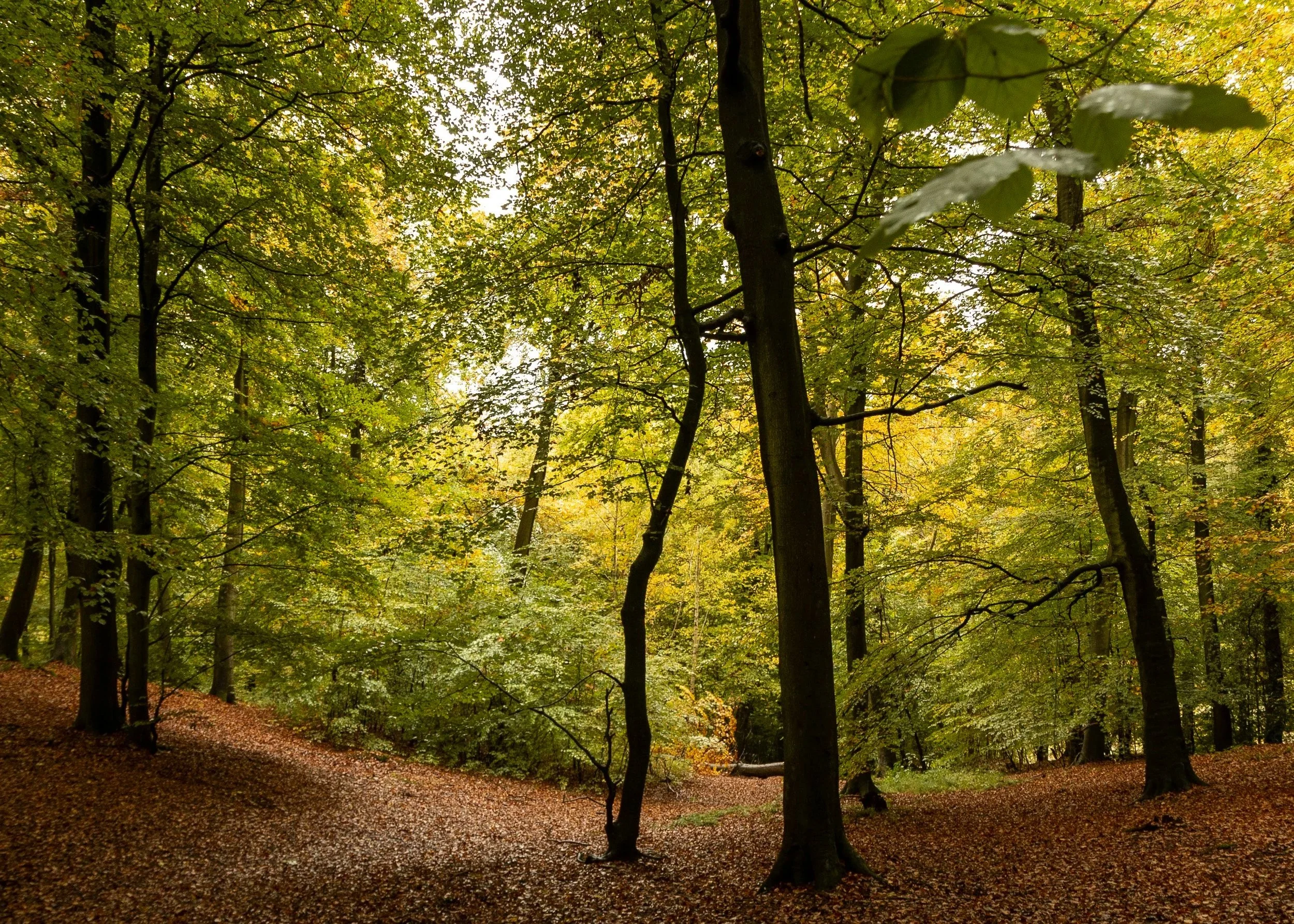 Local Woods in and around Marlow