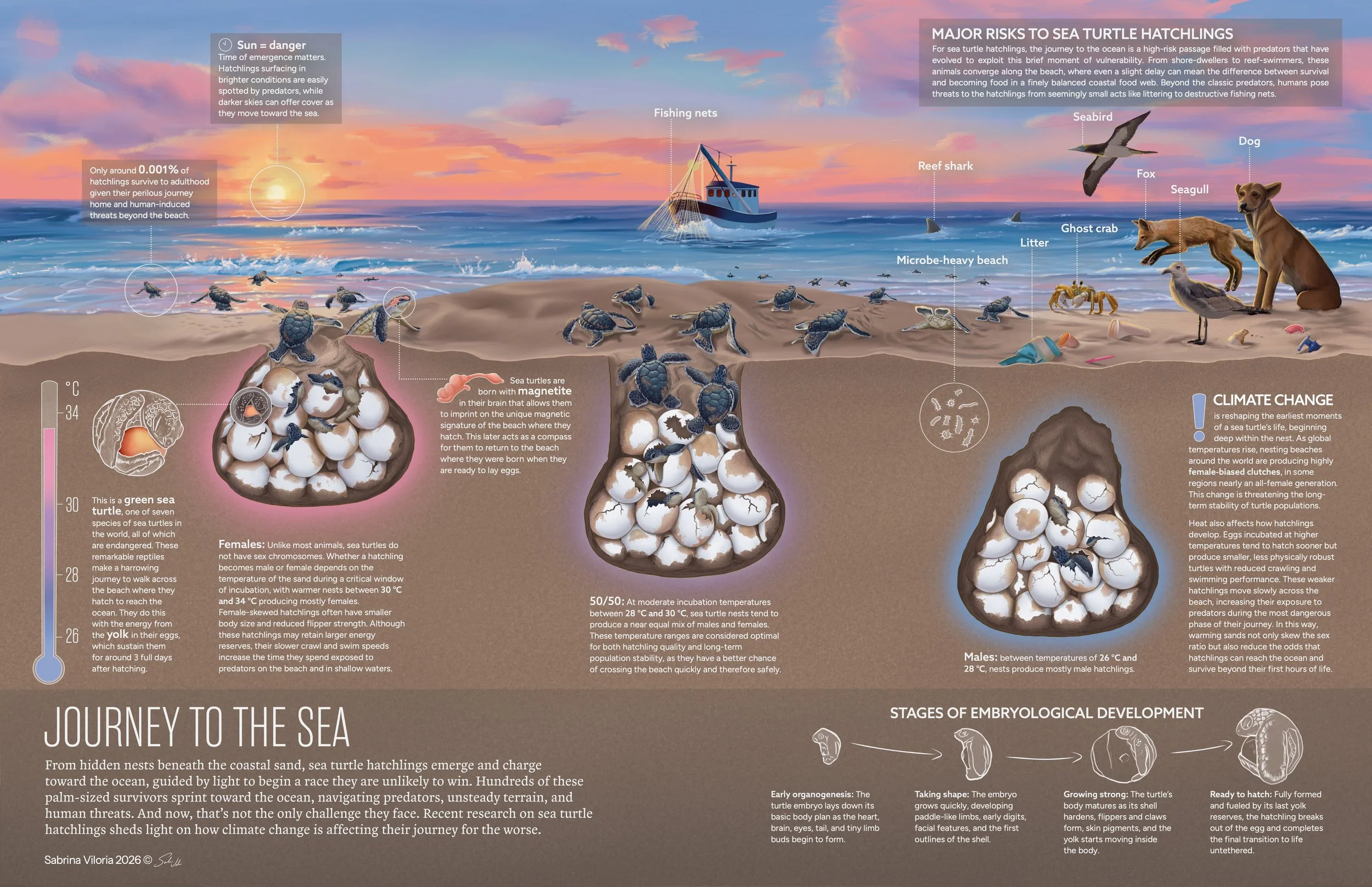 Journey to the sea