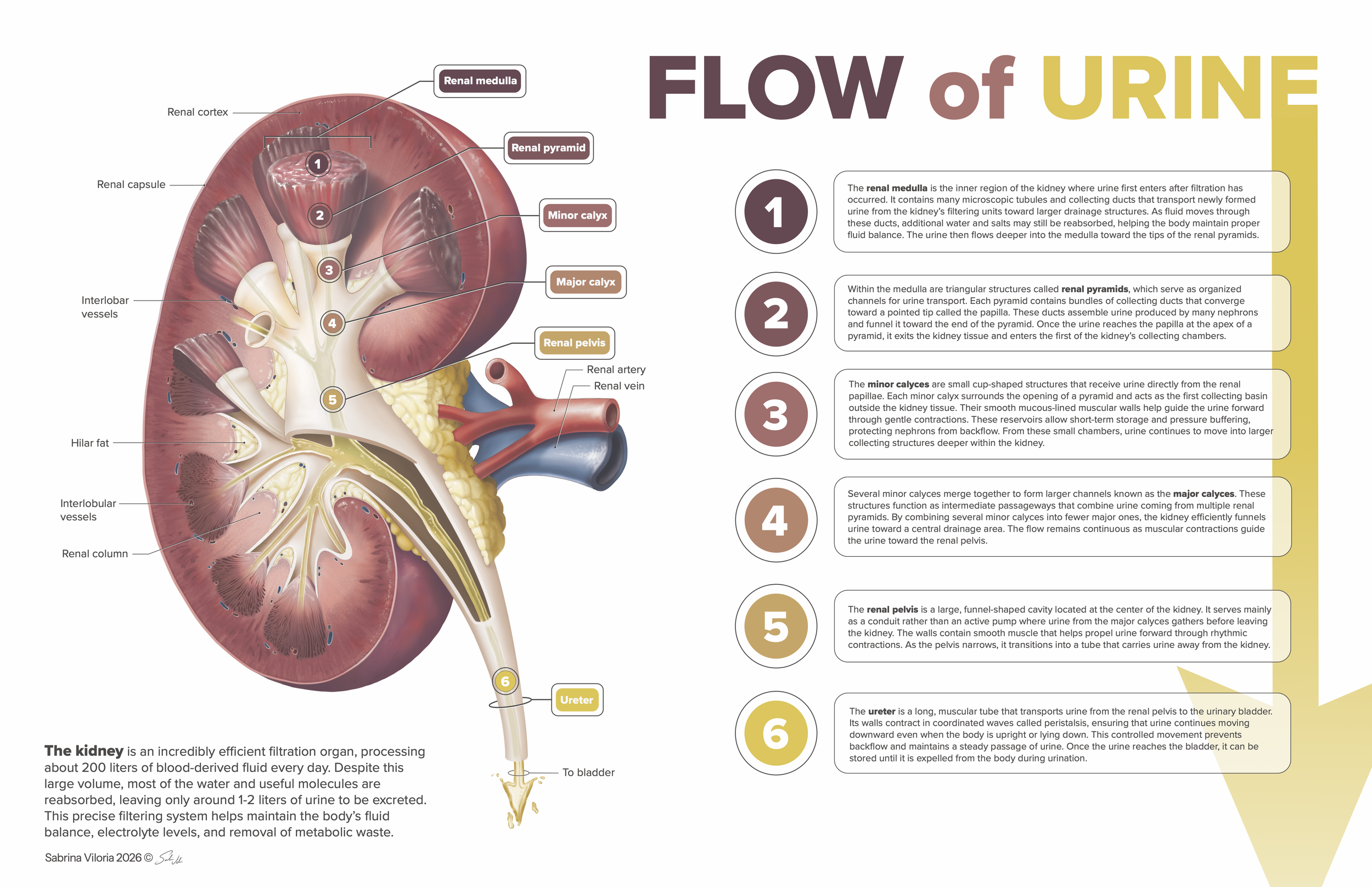Flow of urine