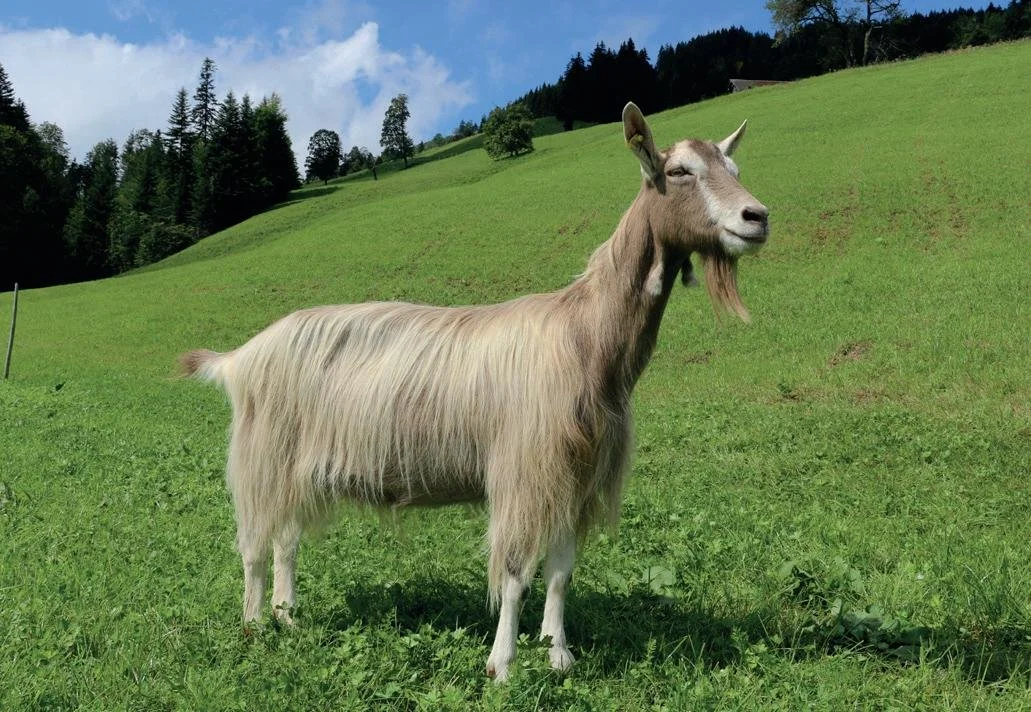 toggenberg goat stud Queensland