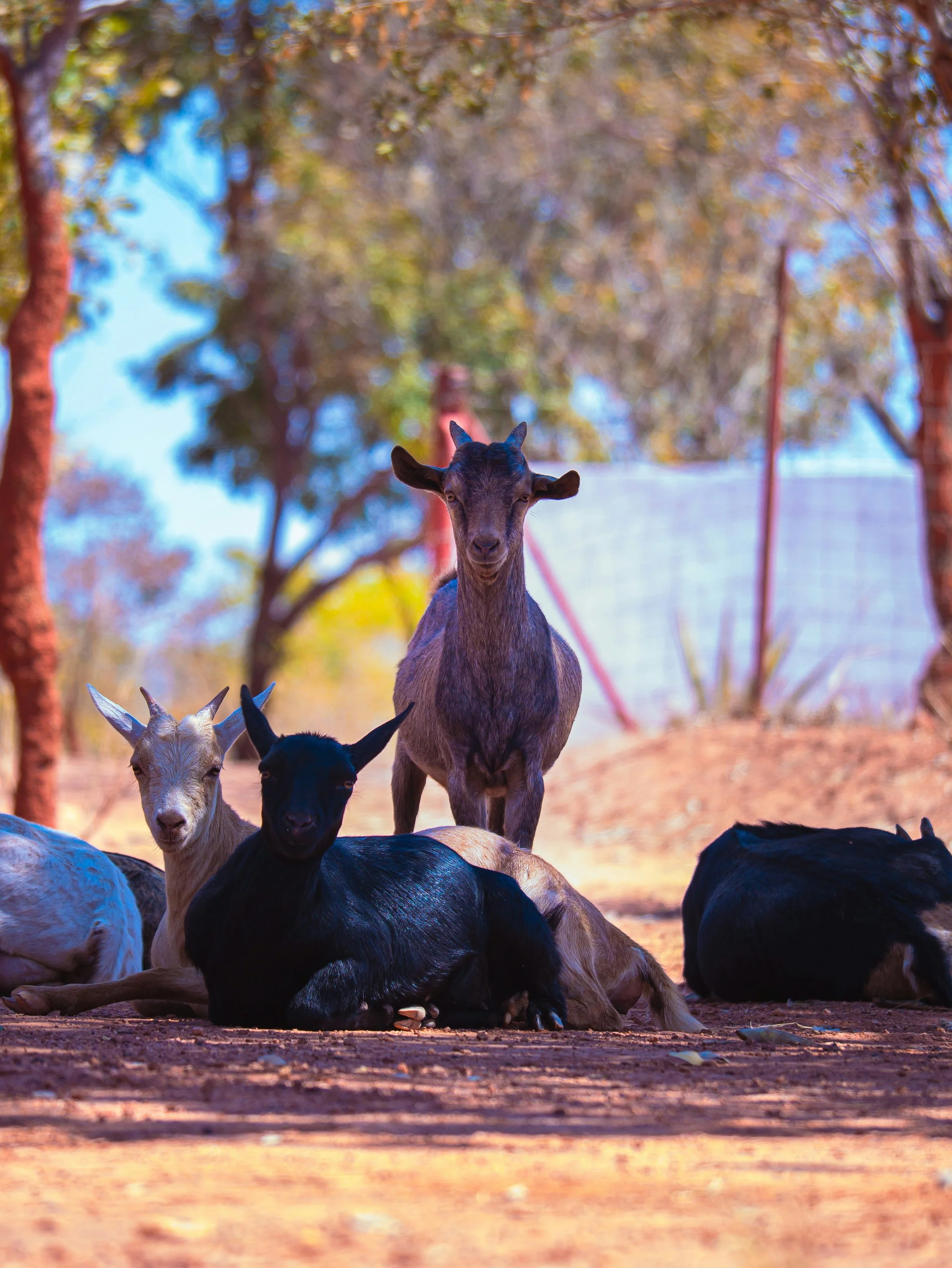 Goat weed clearing Gold Coast