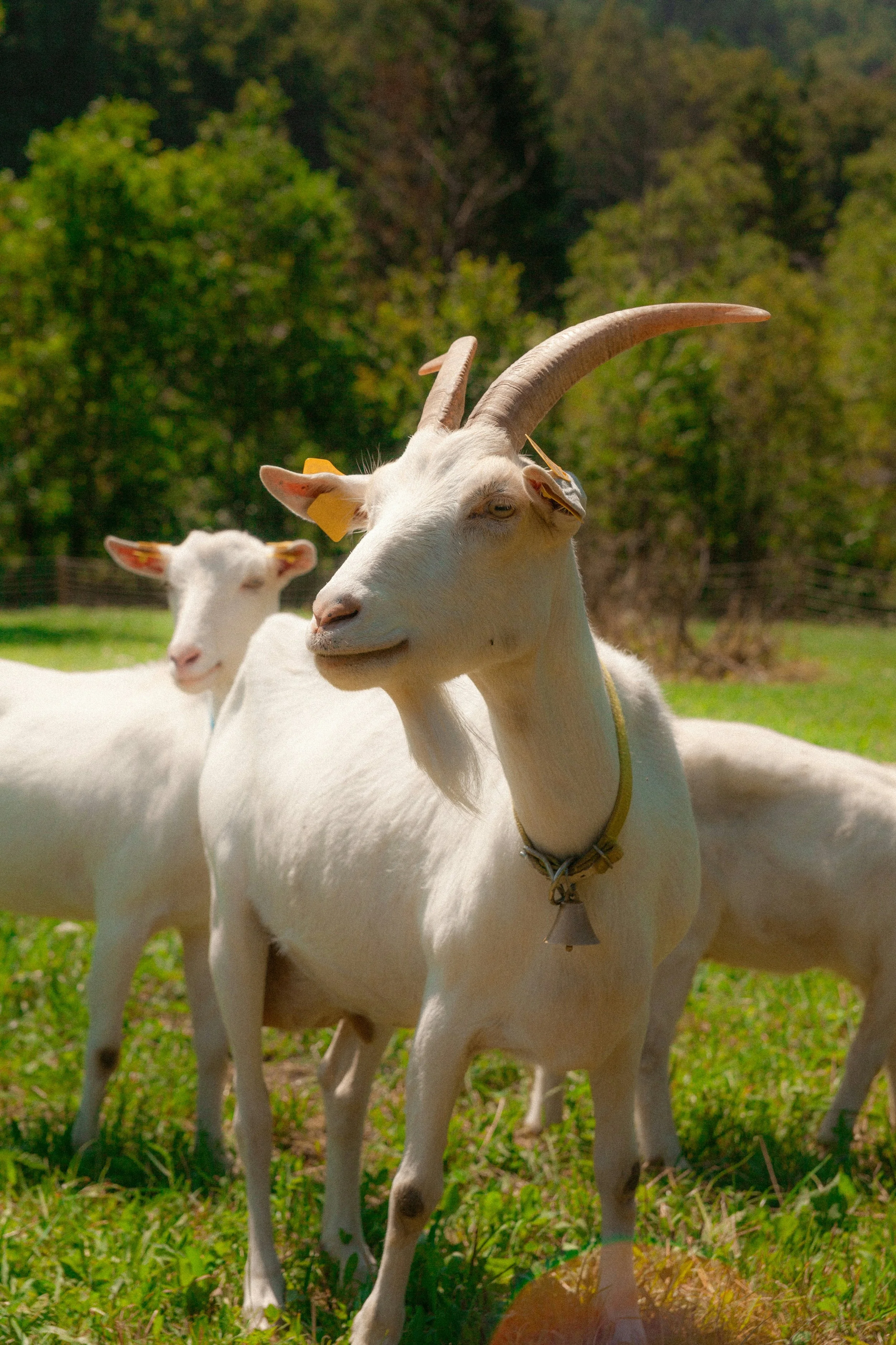 Goats clearing weeds QLD