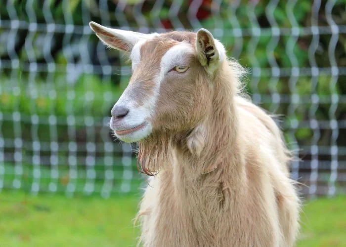 toggenberg goat stud Queensland