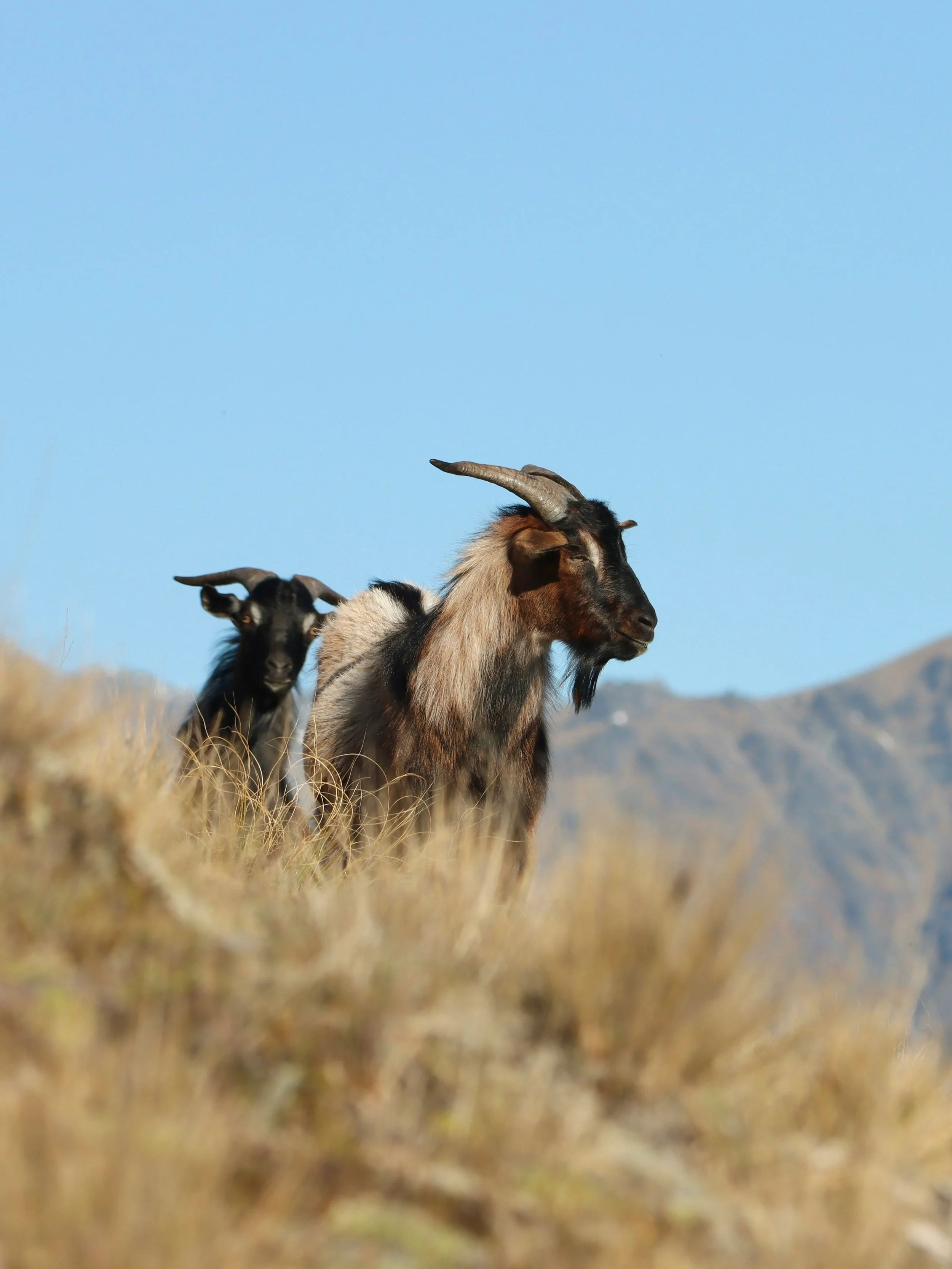 Goat weed clearing Logan