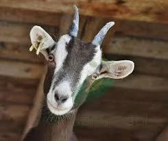 goat health help Brisbane