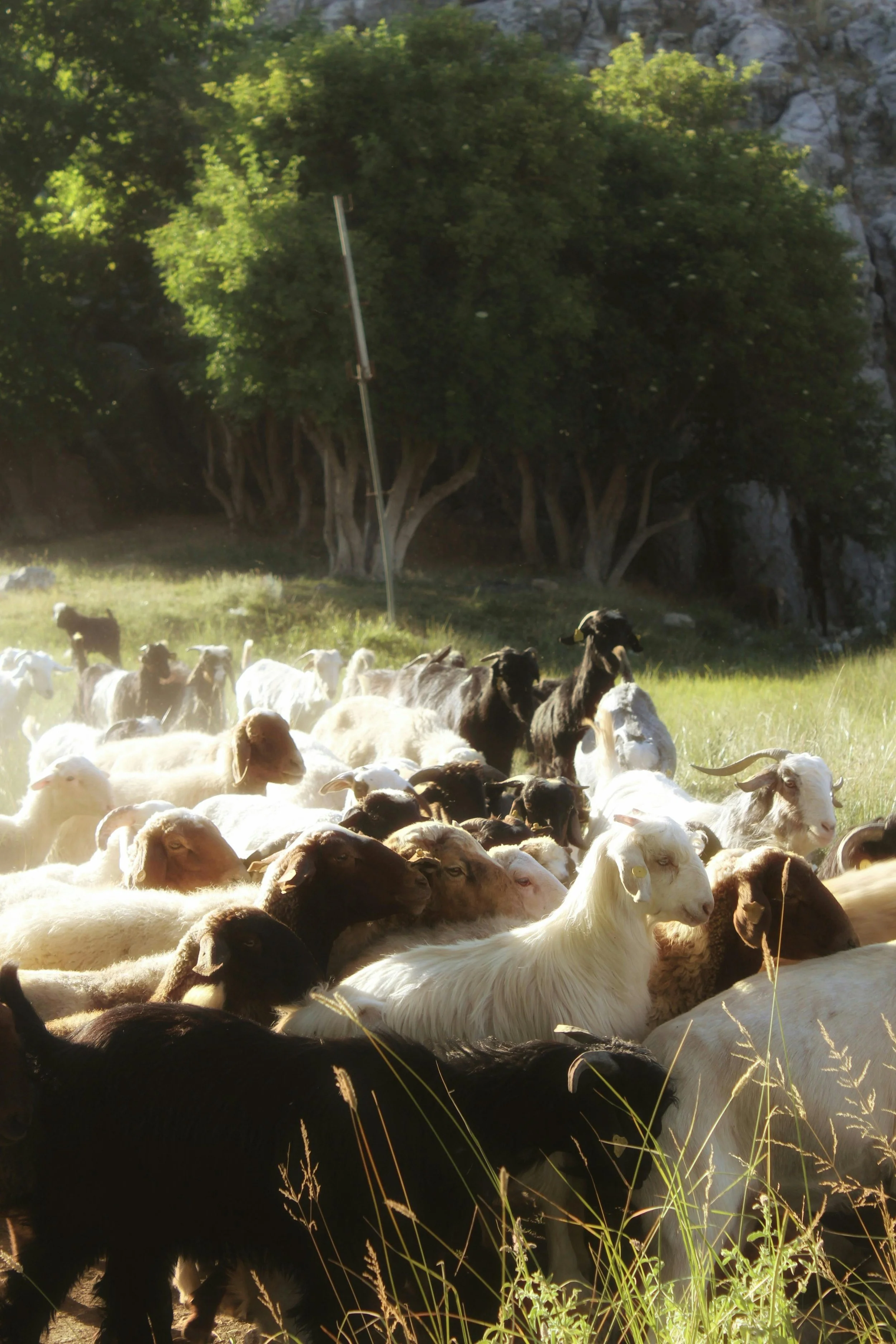 Goat weed management SEQ