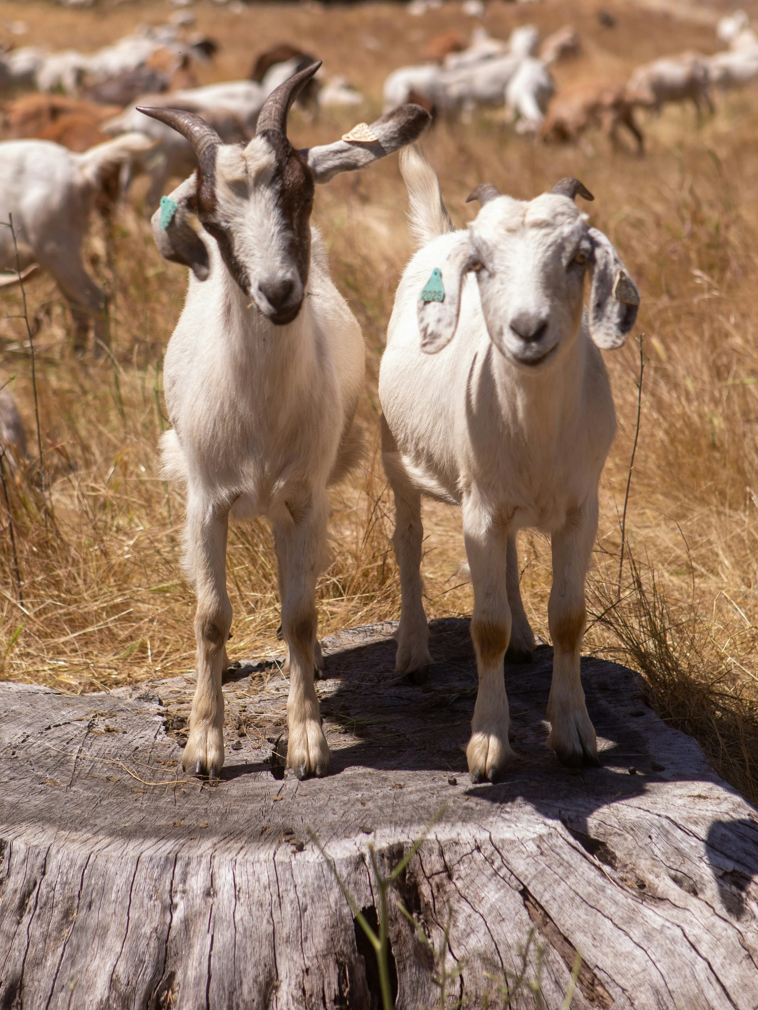 Goat weed clearing Brisbane
