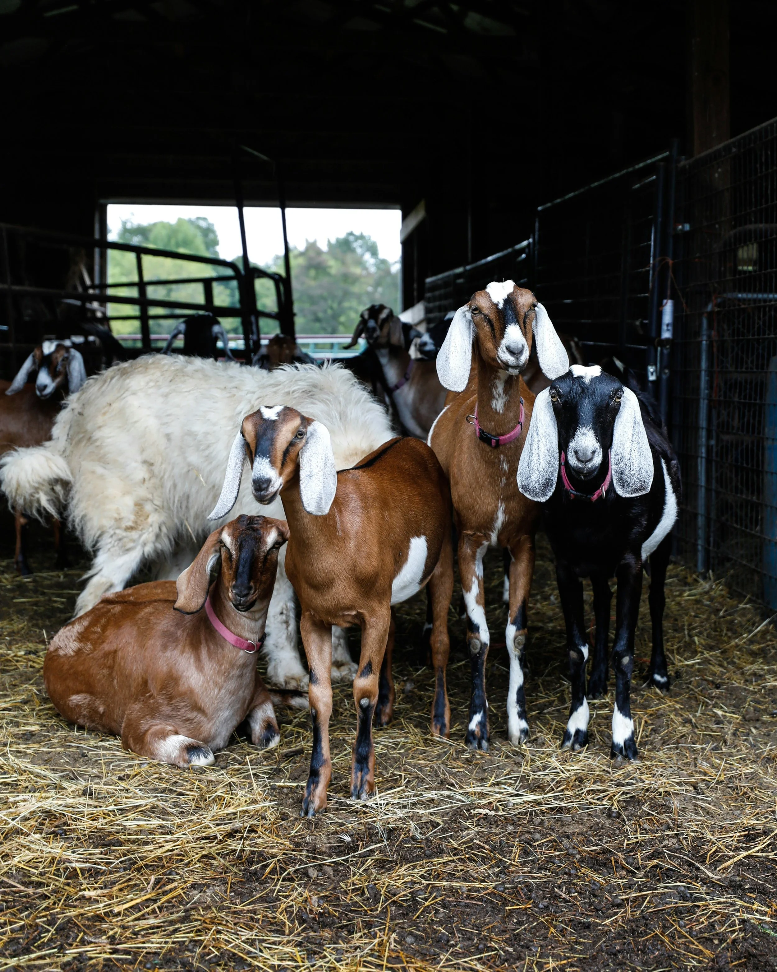 Goat vegetation management Brisbane
