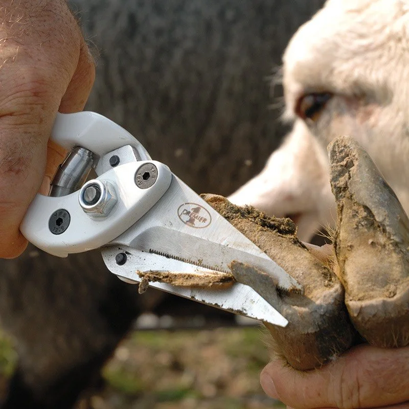 Goat hoof trimming Ipswich