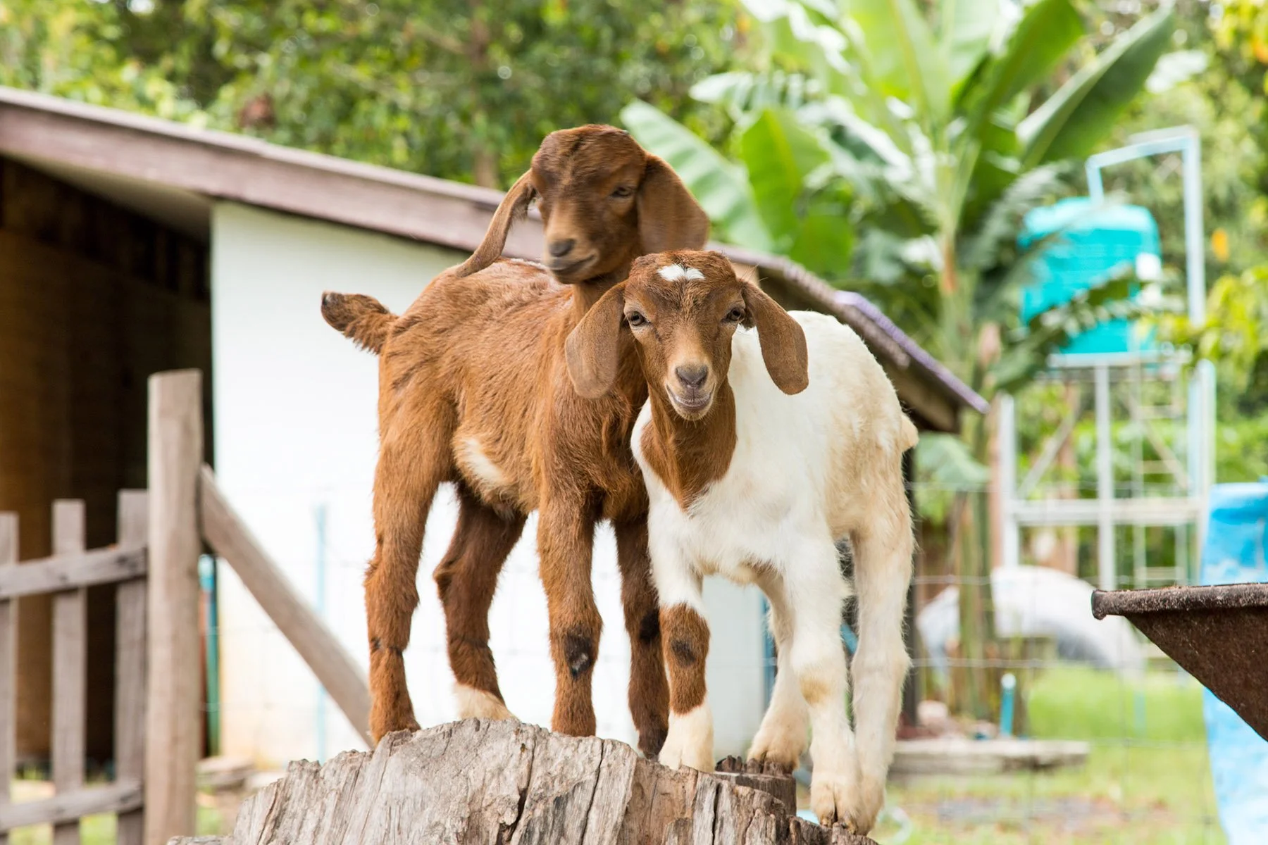 goat care Brisbane