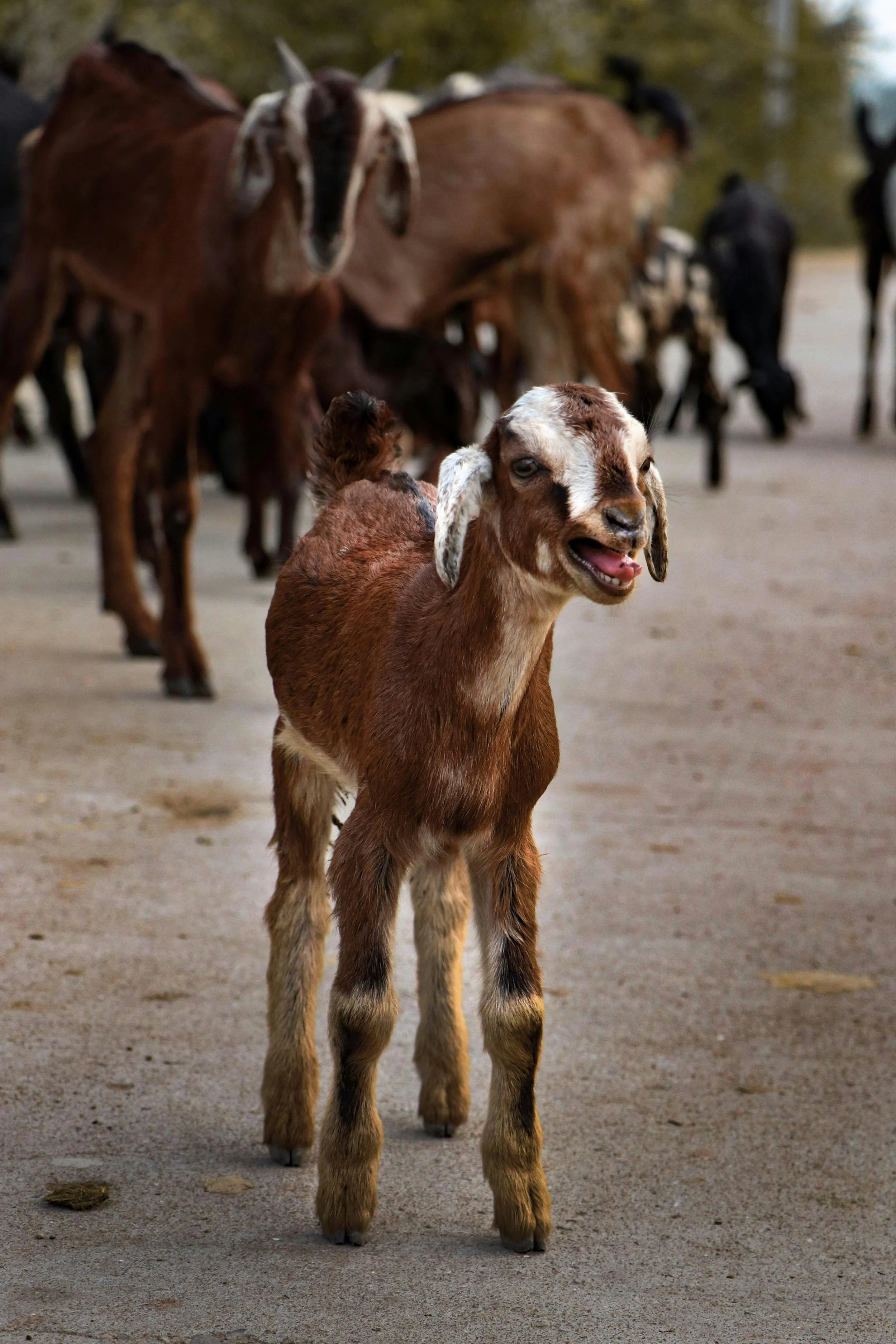 Goat rescue Brisbane
