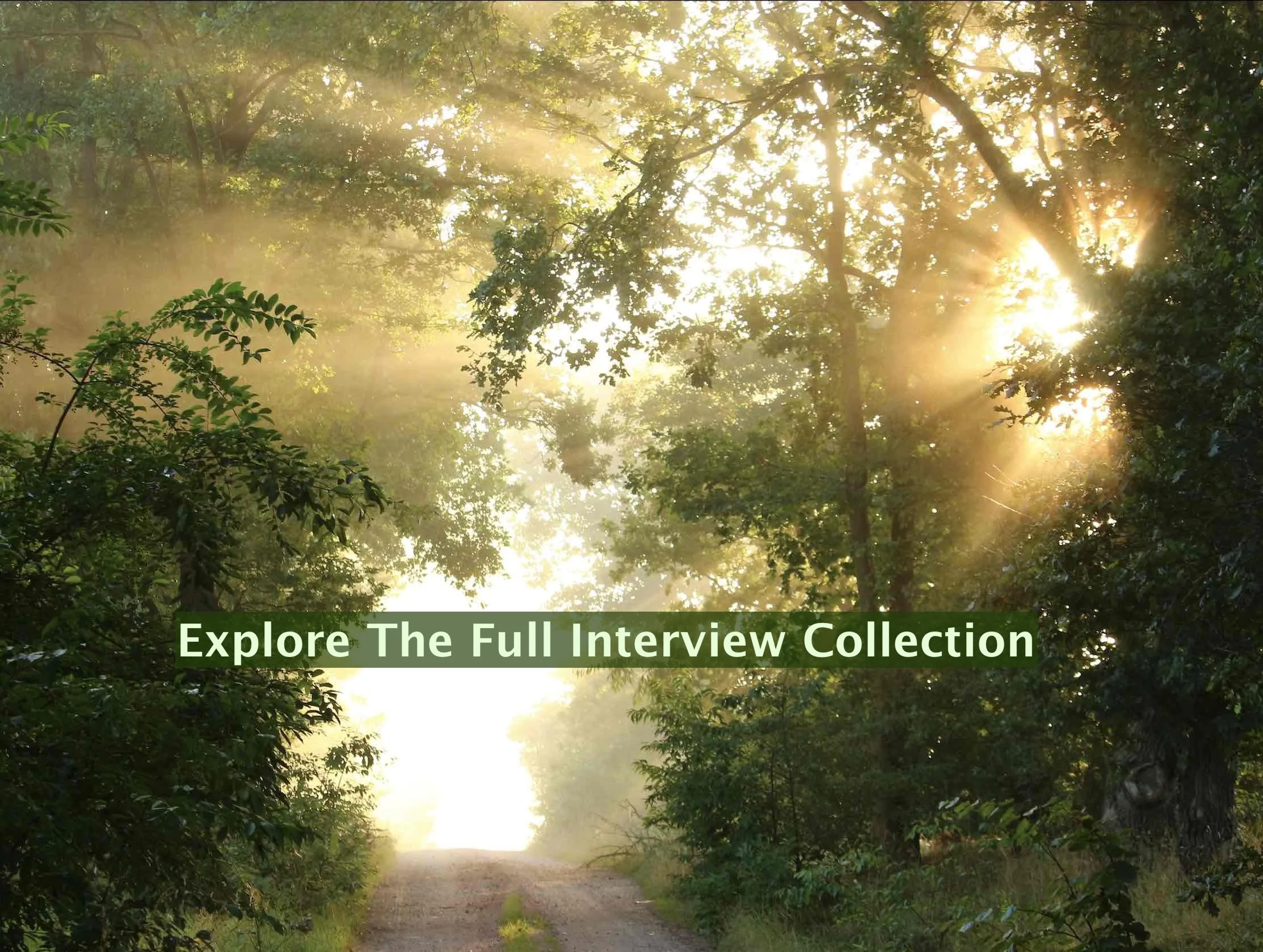 Peaceful forest image with green trees, a path and sunlight streaming in include link to playlist of podcast interviews