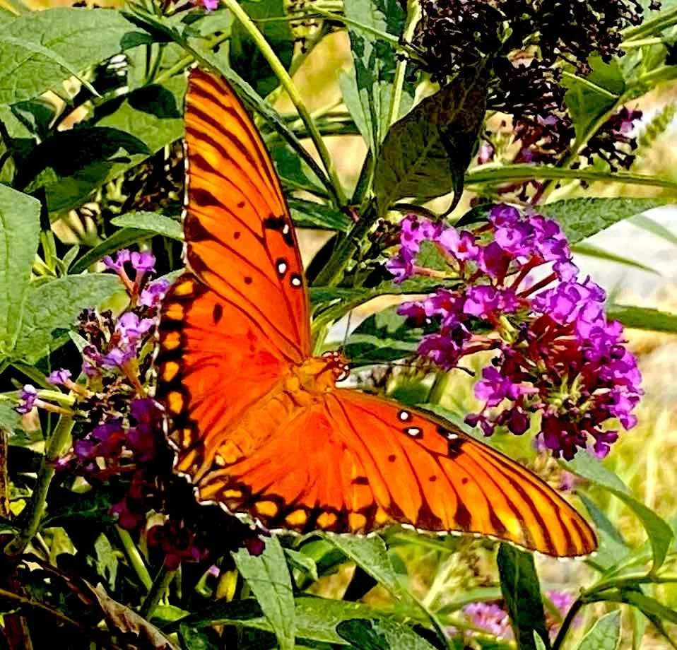 orange butterfly on a plant with green leaves and purple petals