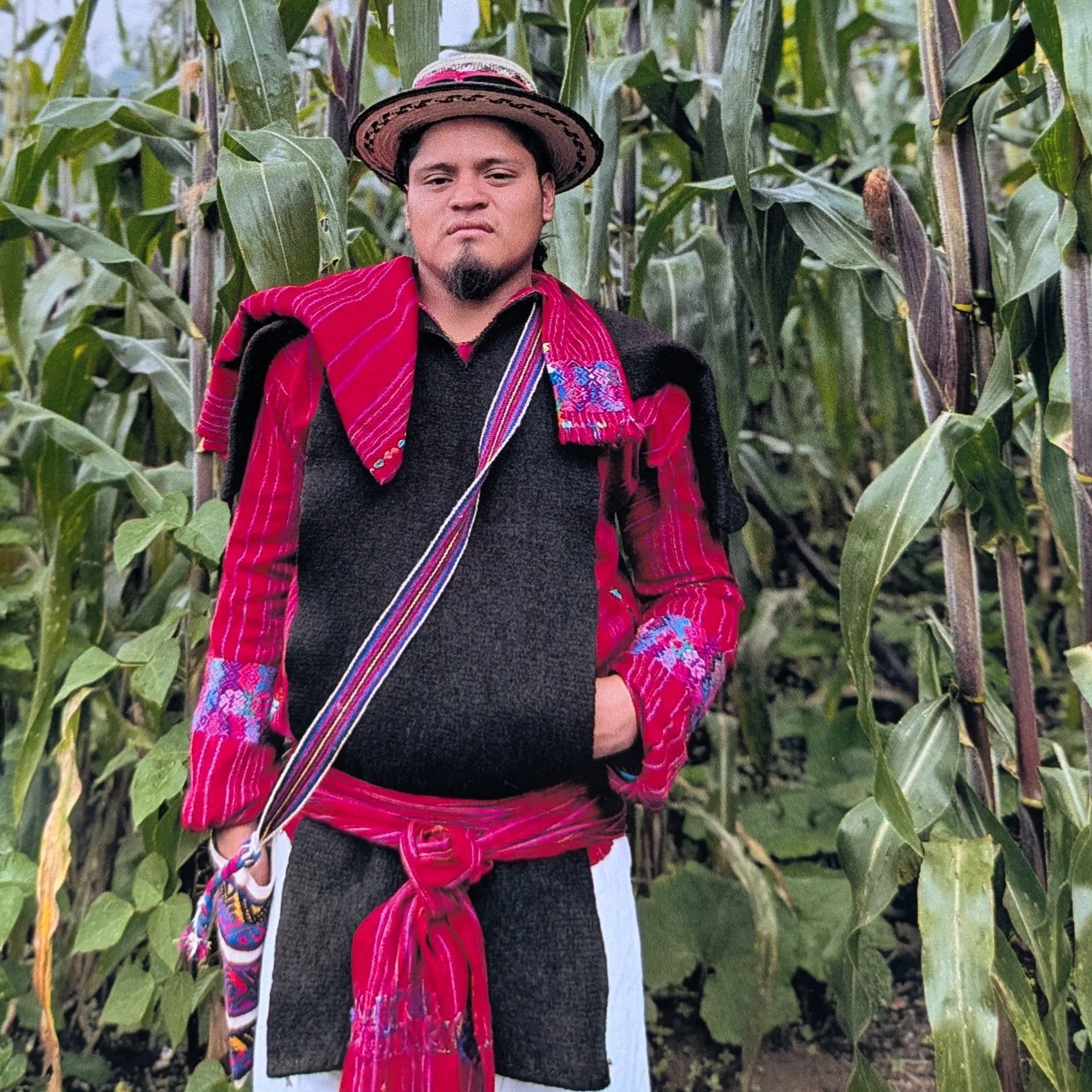 A person dressed in traditional indigenous clothing standing among tall green maize plants, wearing a colorful embroidered garment and a wide-brimmed woven hat.