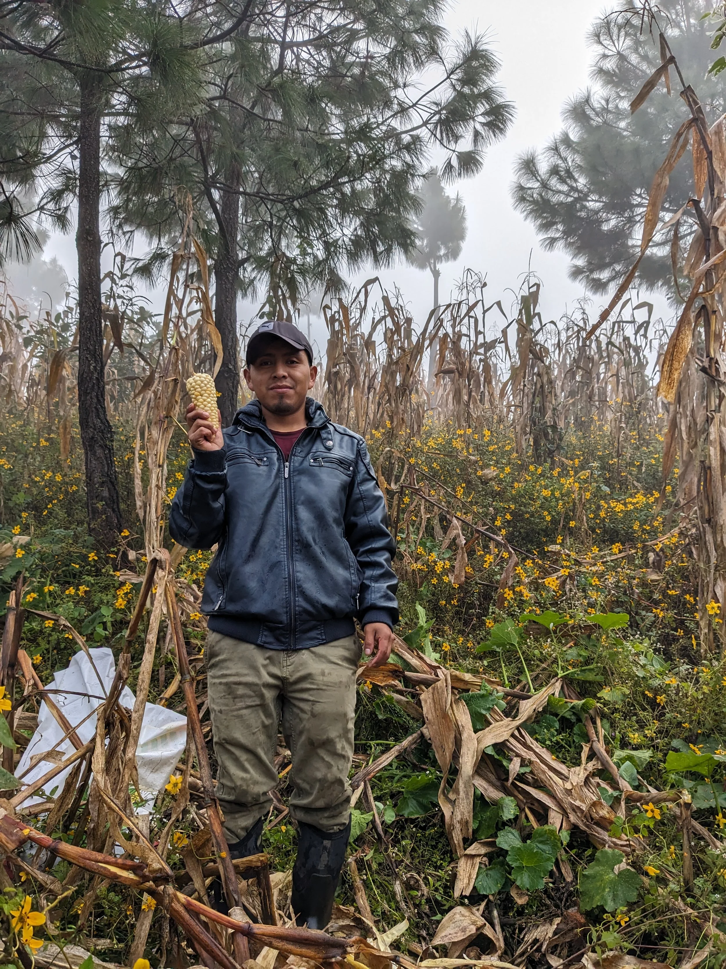 A man standing in a cornfield holding an ear of corn. The background includes dried corn stalks, some pine trees, and yellow flowers on a foggy day.