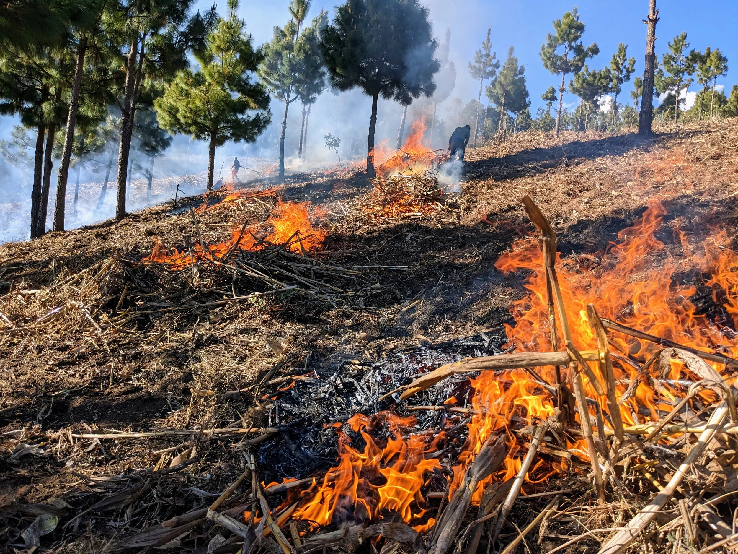A forest on fire with flames and smoke spreading among the trees on a hillside, firefighters are working to control the blaze.