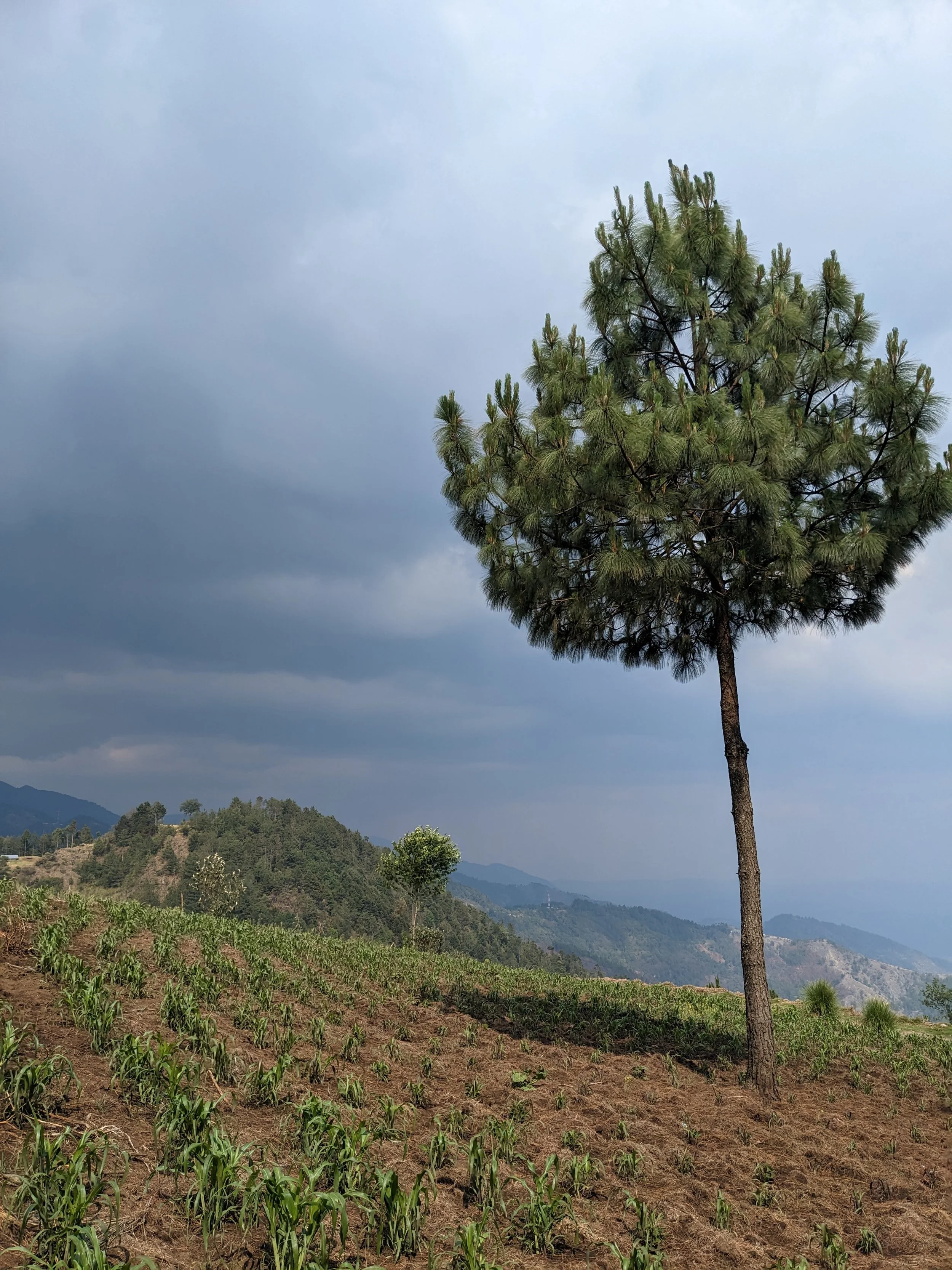 A tall pine tree standing in the middle of a farmland with small green plants growing in organized rows, with mountains in the background under a cloudy sky.
