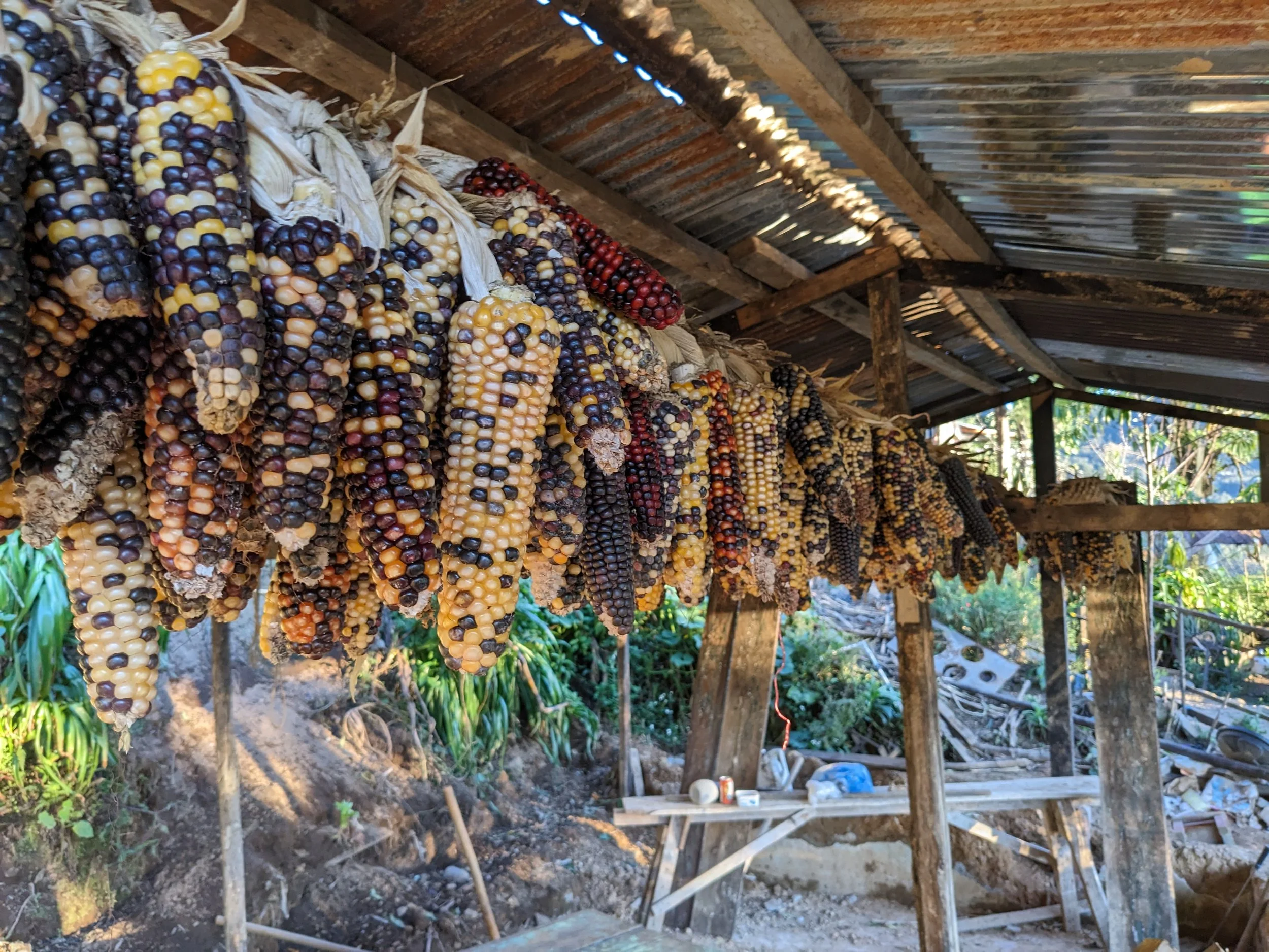 Rainbow corn cobs with multicolored kernels hanging from a wooden structure in an outdoor setting.