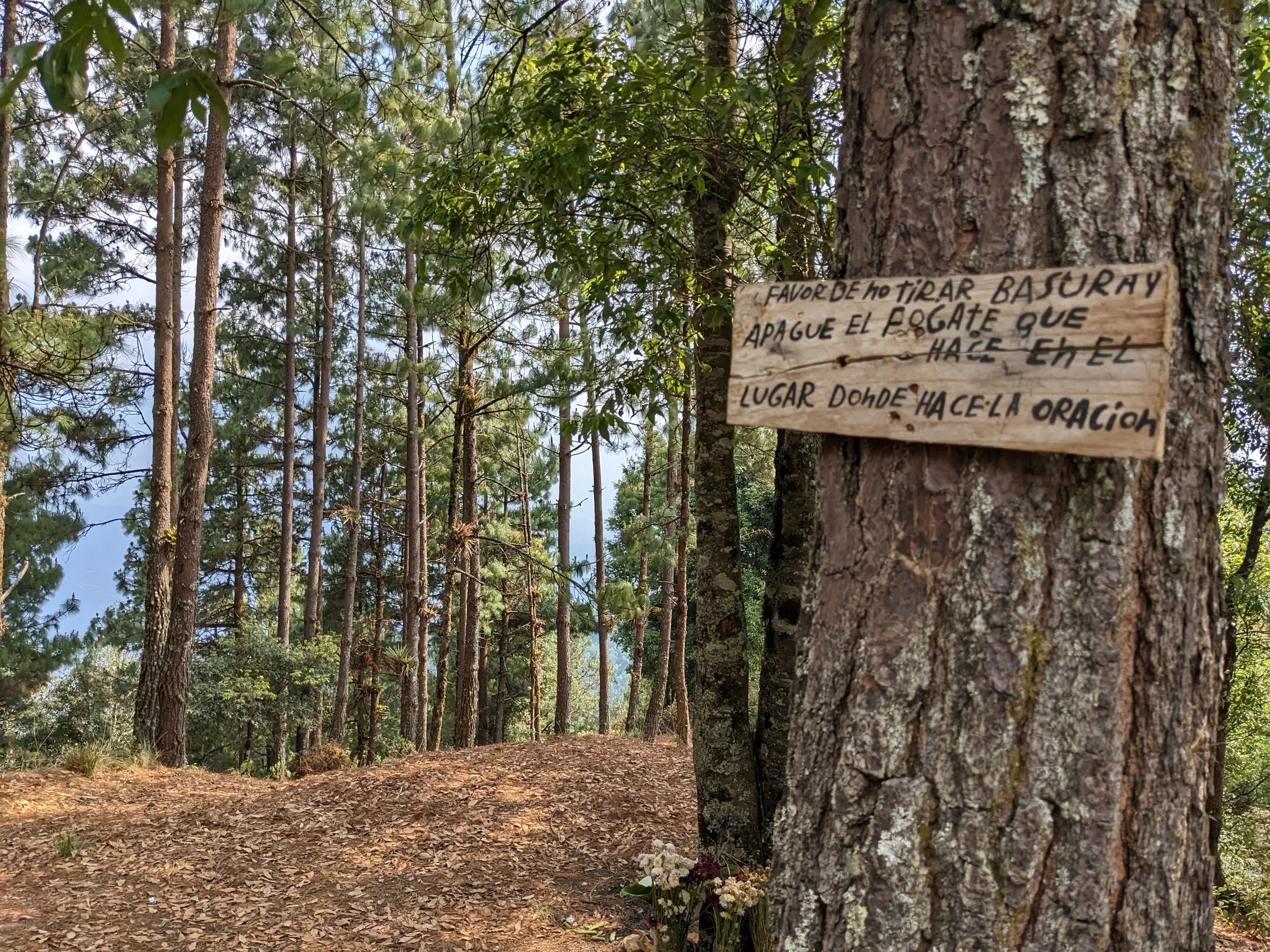 A wooded forest scene showing tall trees with a dirt trail and a small pile of flowers at the base of a tree. A wooden sign is attached to one of the trees with a message written in Spanish.