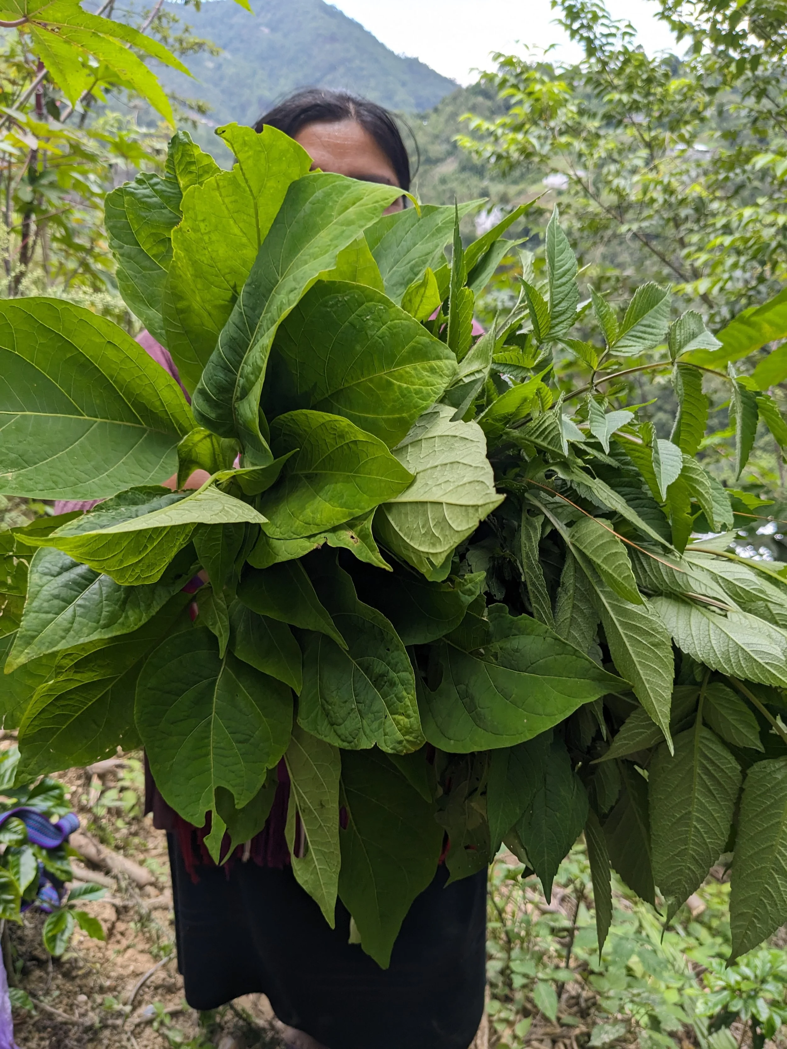 A woman partially obscured by large green leaves, standing outdoors with a mountain in the background.