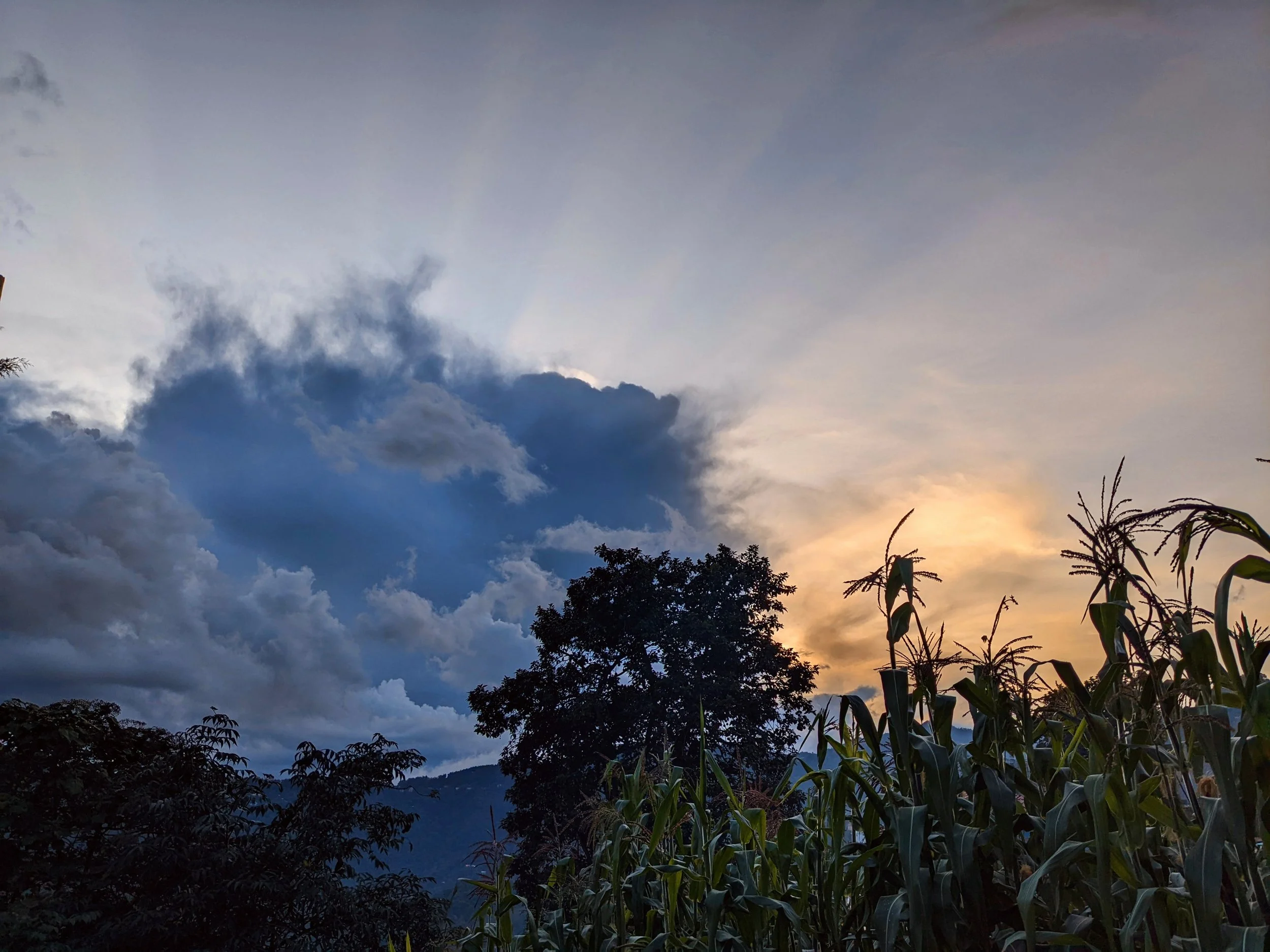A scenic view of a sunset sky with dark clouds, trees, and plants in the foreground.