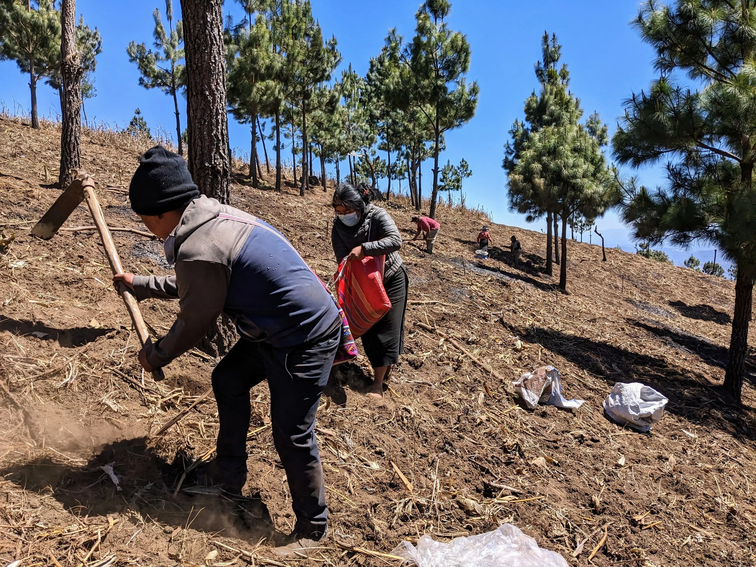 A group of people planting trees on a hillside with tall pine trees under a clear blue sky.