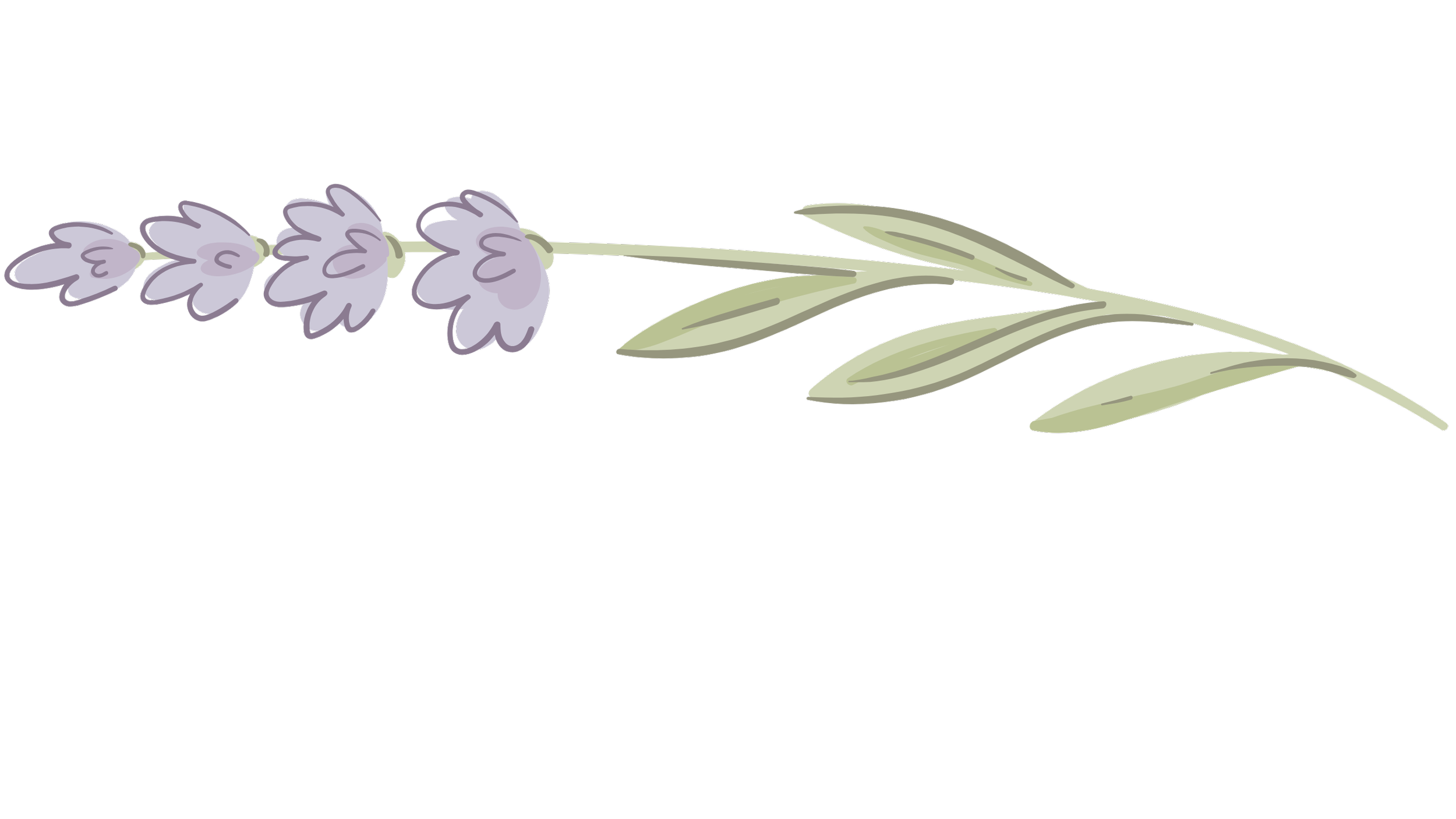 Illustration of a lavender flower with purple blossoms and green leaves.