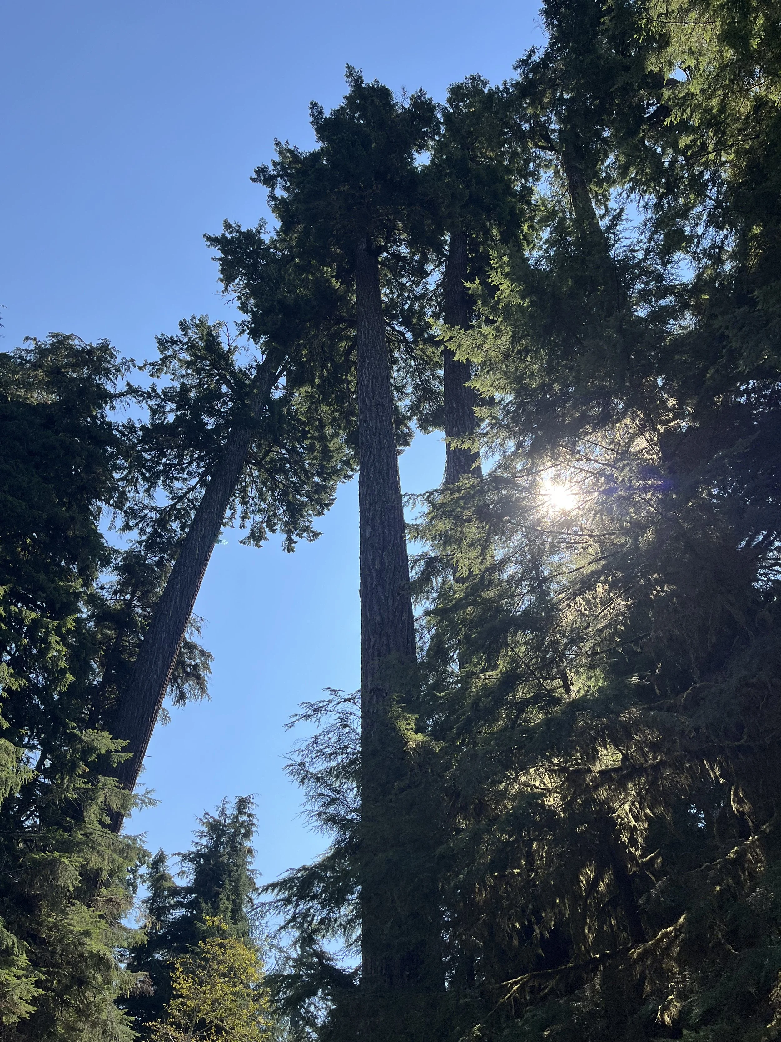 Tall sequoias rise into the sky, with sunbeams coming through the branches.