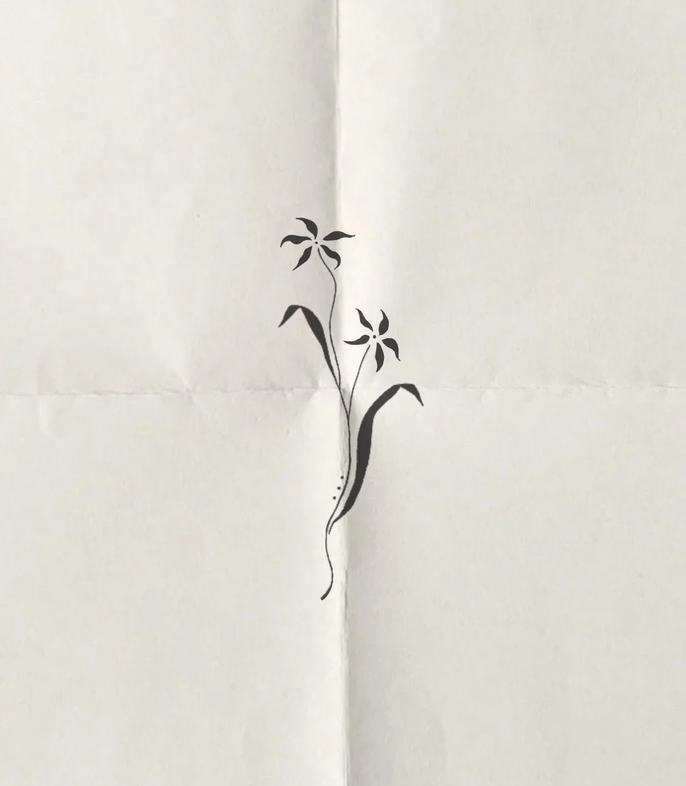 Lilium