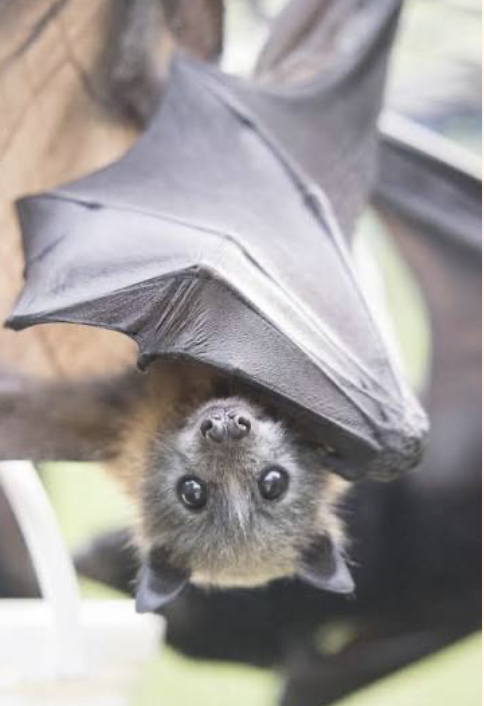 Magic of the Seasons: Bats