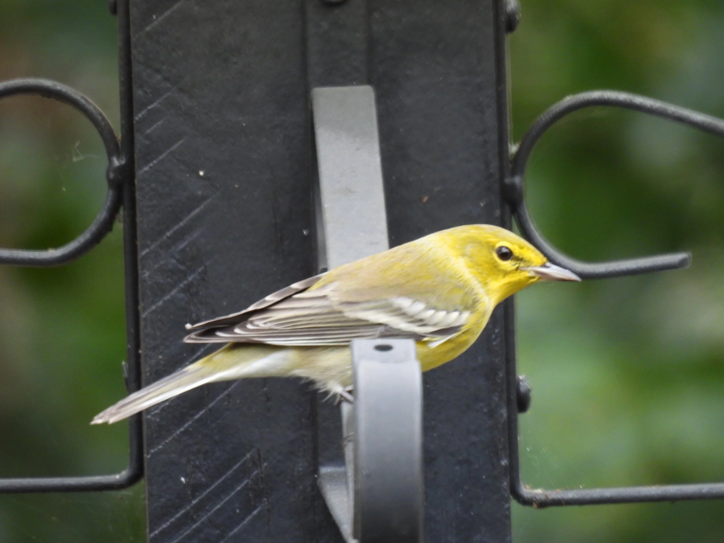 DSCN4644.JPG