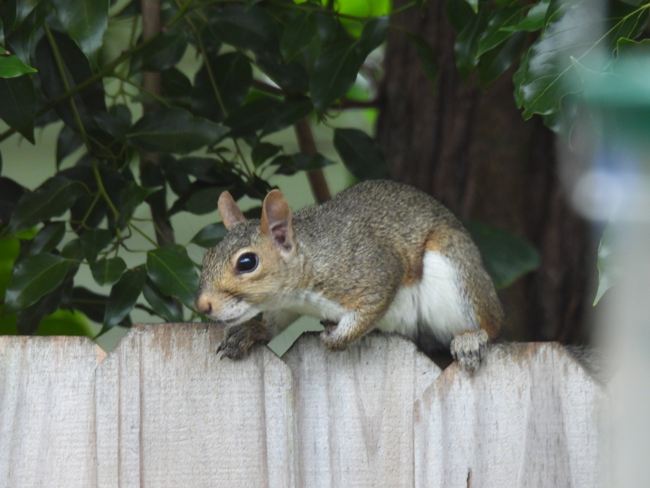 The Backyard Visitors I Never Expected to Love