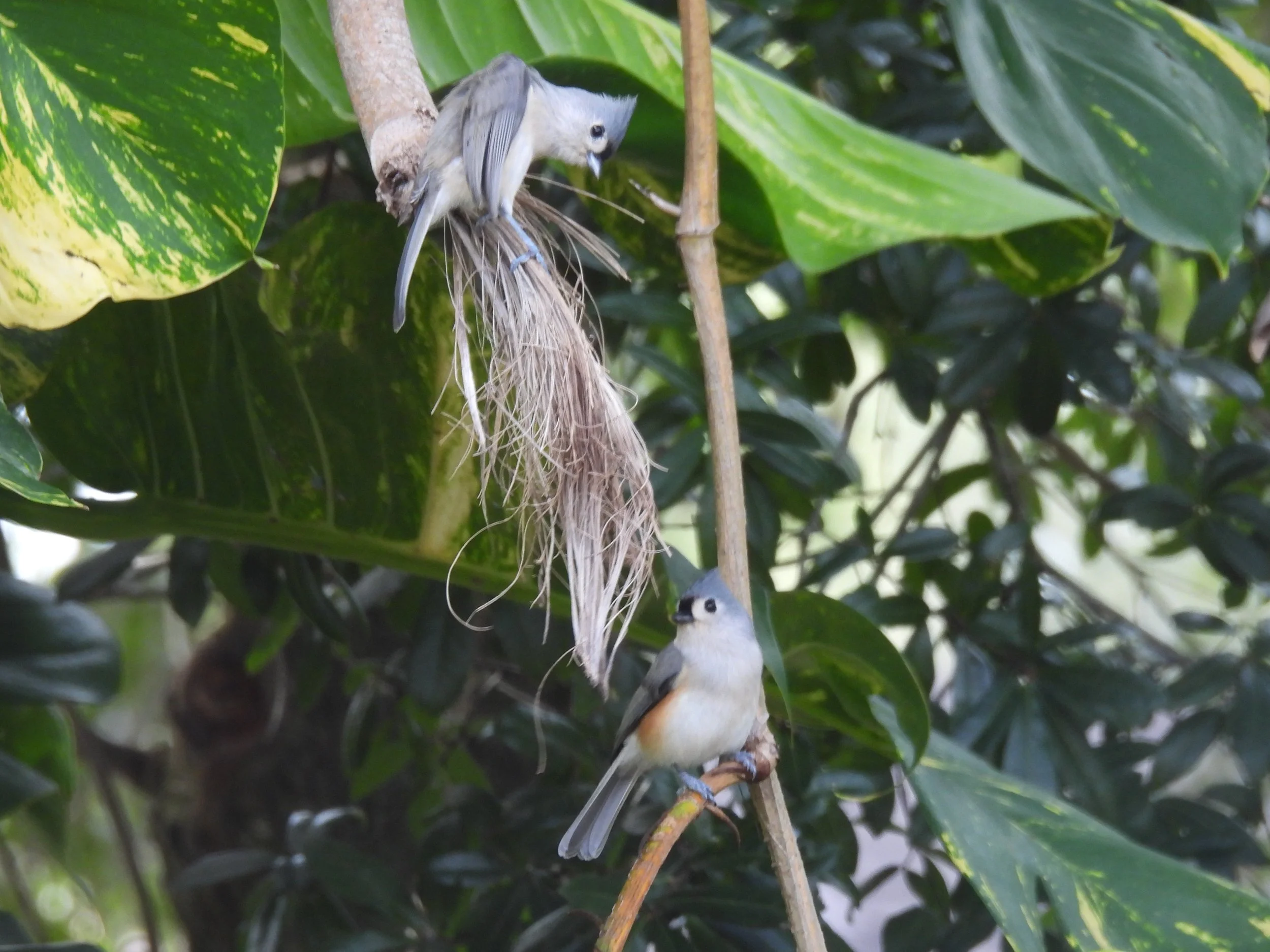 Why the Tufted Titmouse Is One of My Favorite Backyard Birds