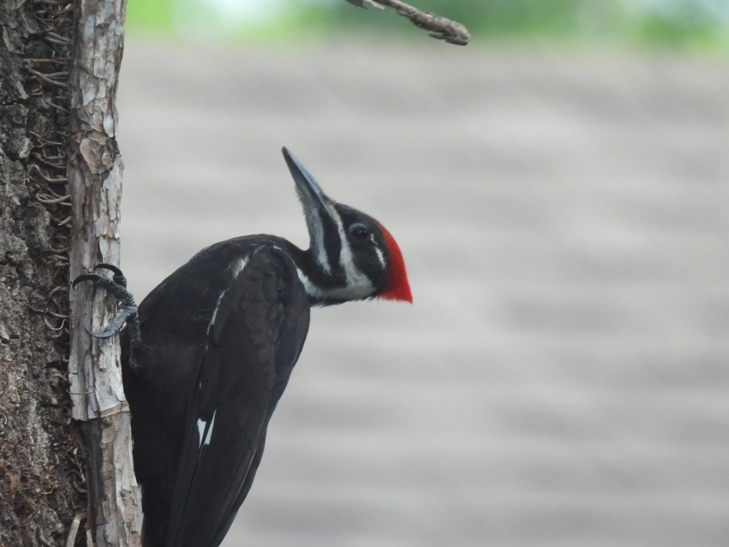 The Day Pileated Woodpeckers Took Over Our Backyard