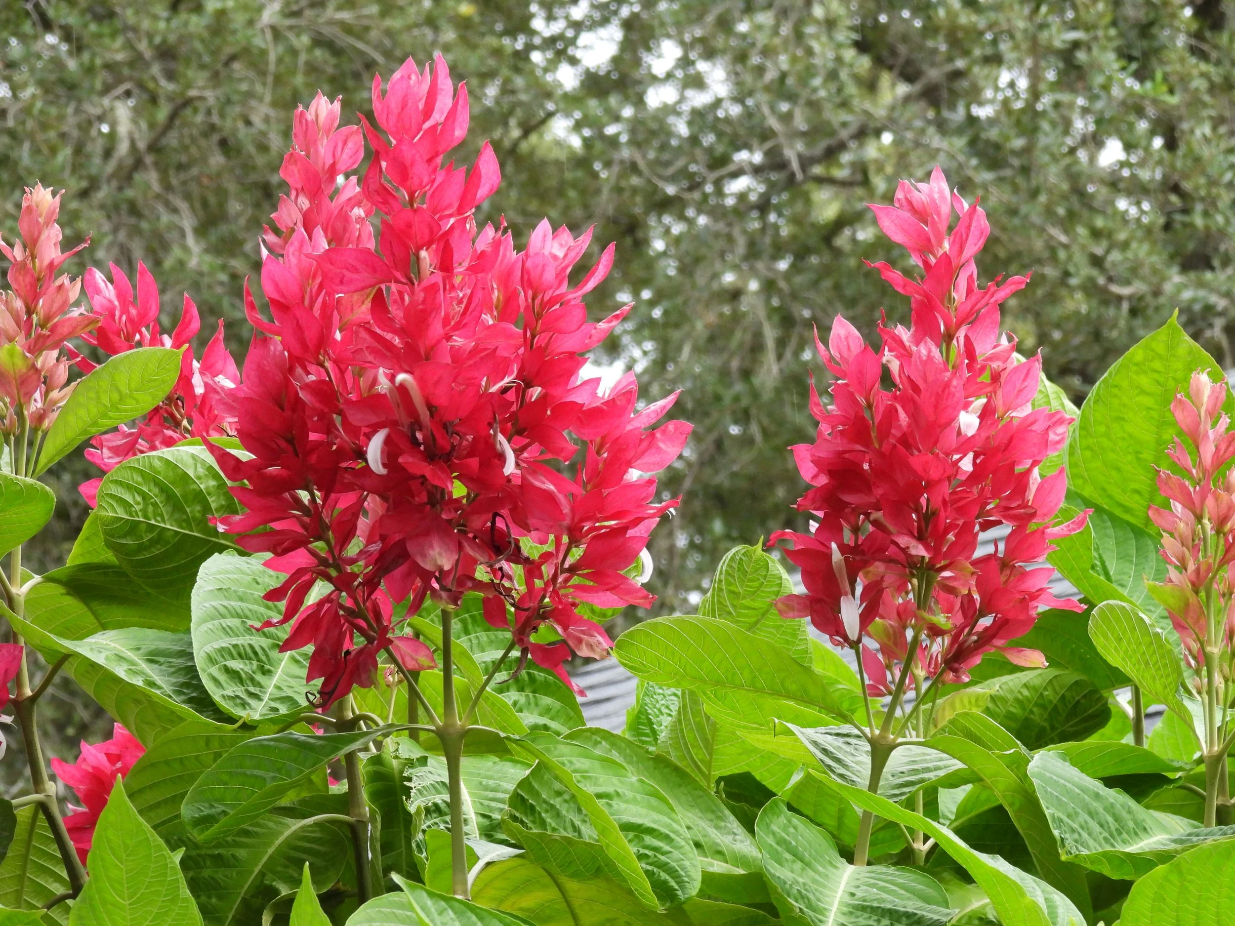 DSCN4546.JPG