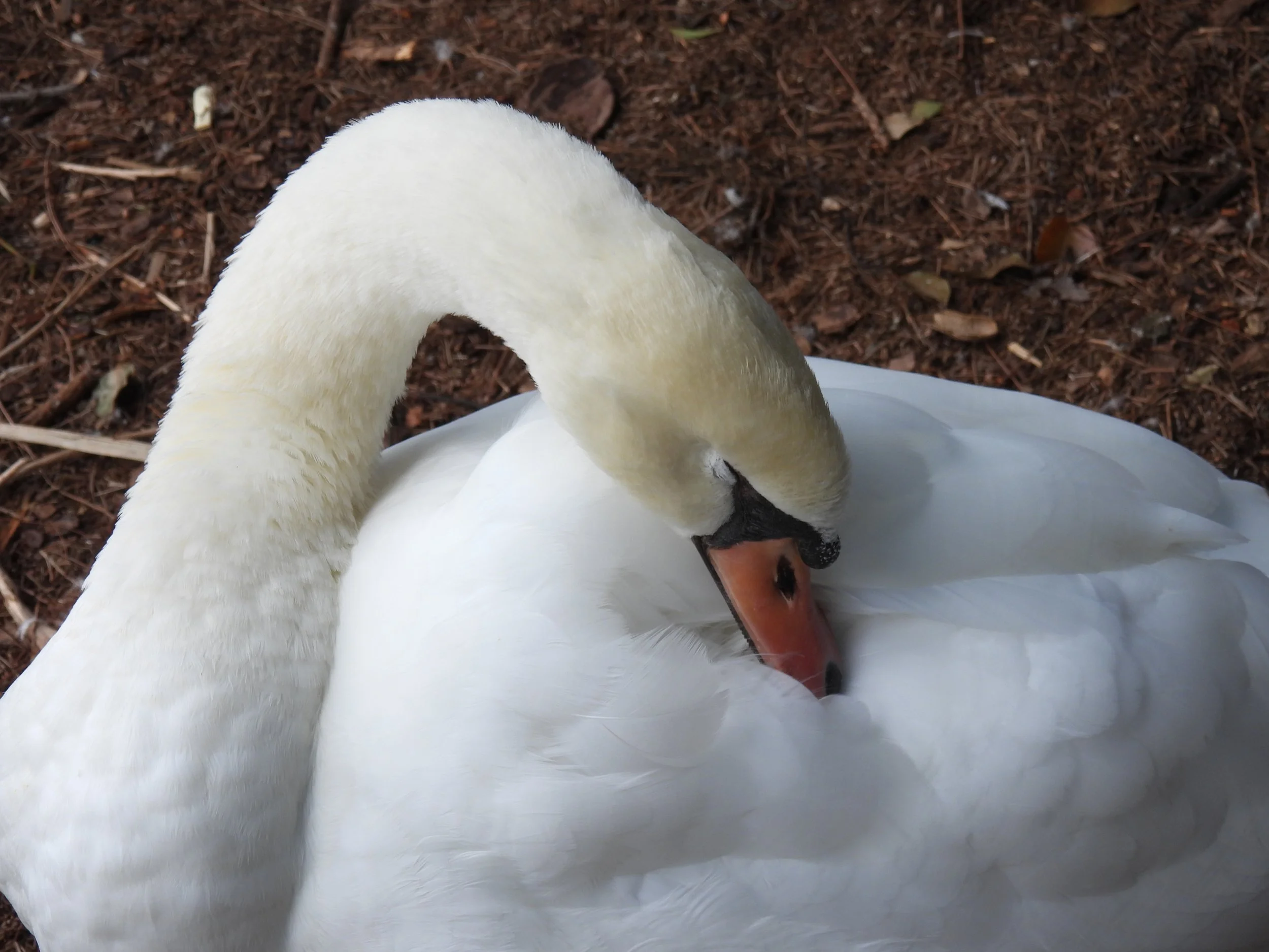 DSCN4080.JPG