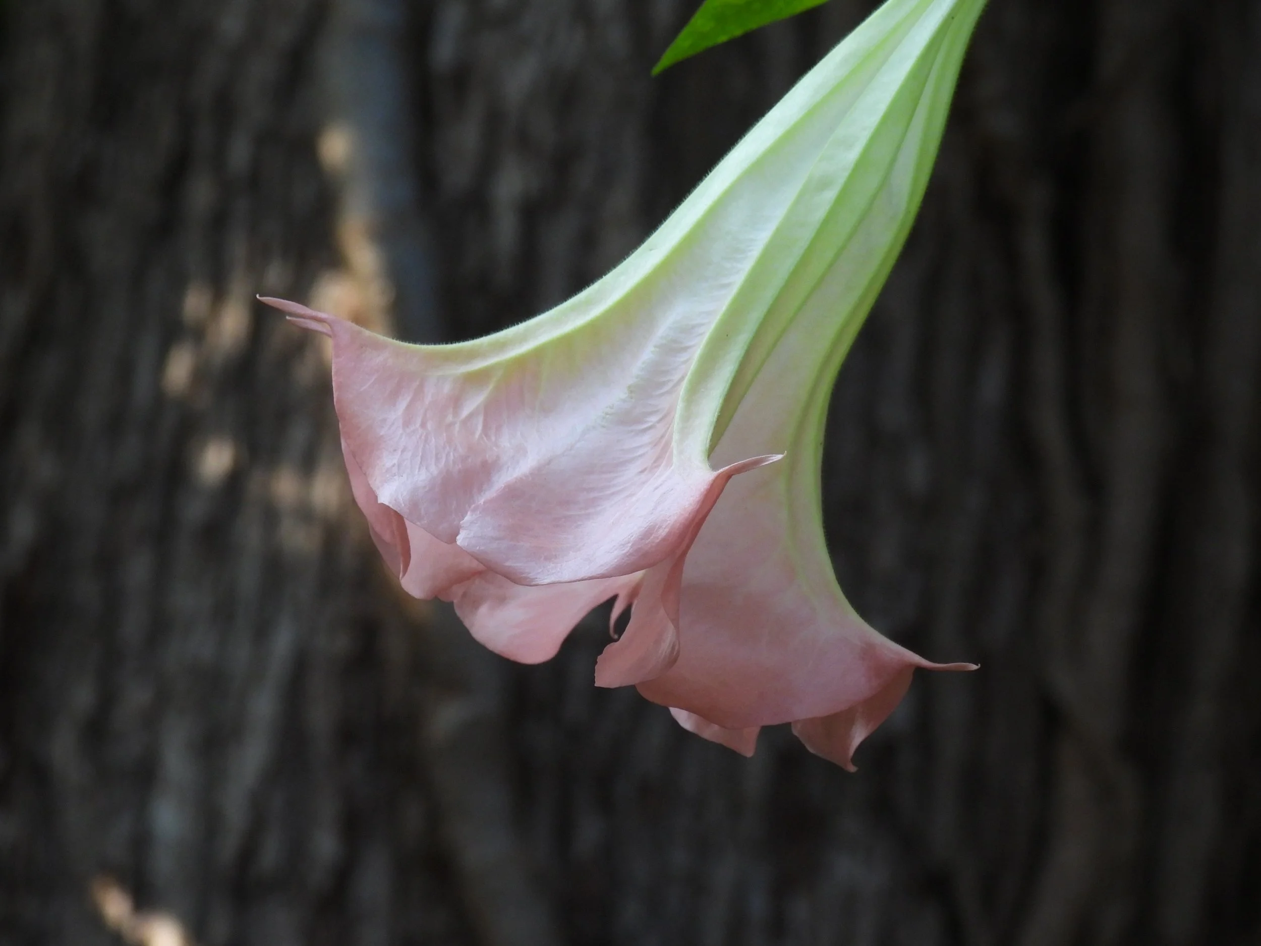 DSCN1705.JPG